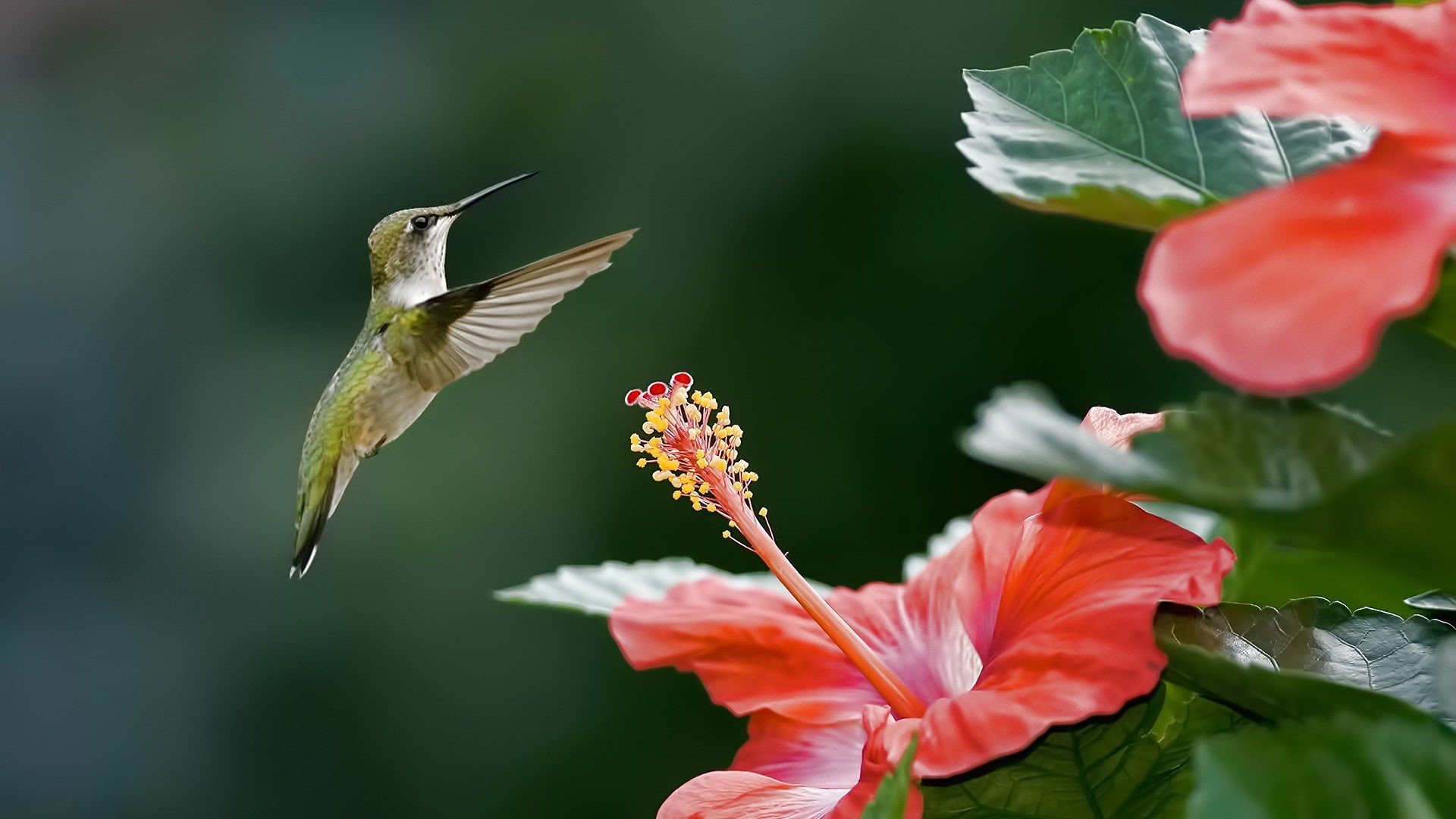 1080P, flowers, hummingbirds, HD Wallpaper