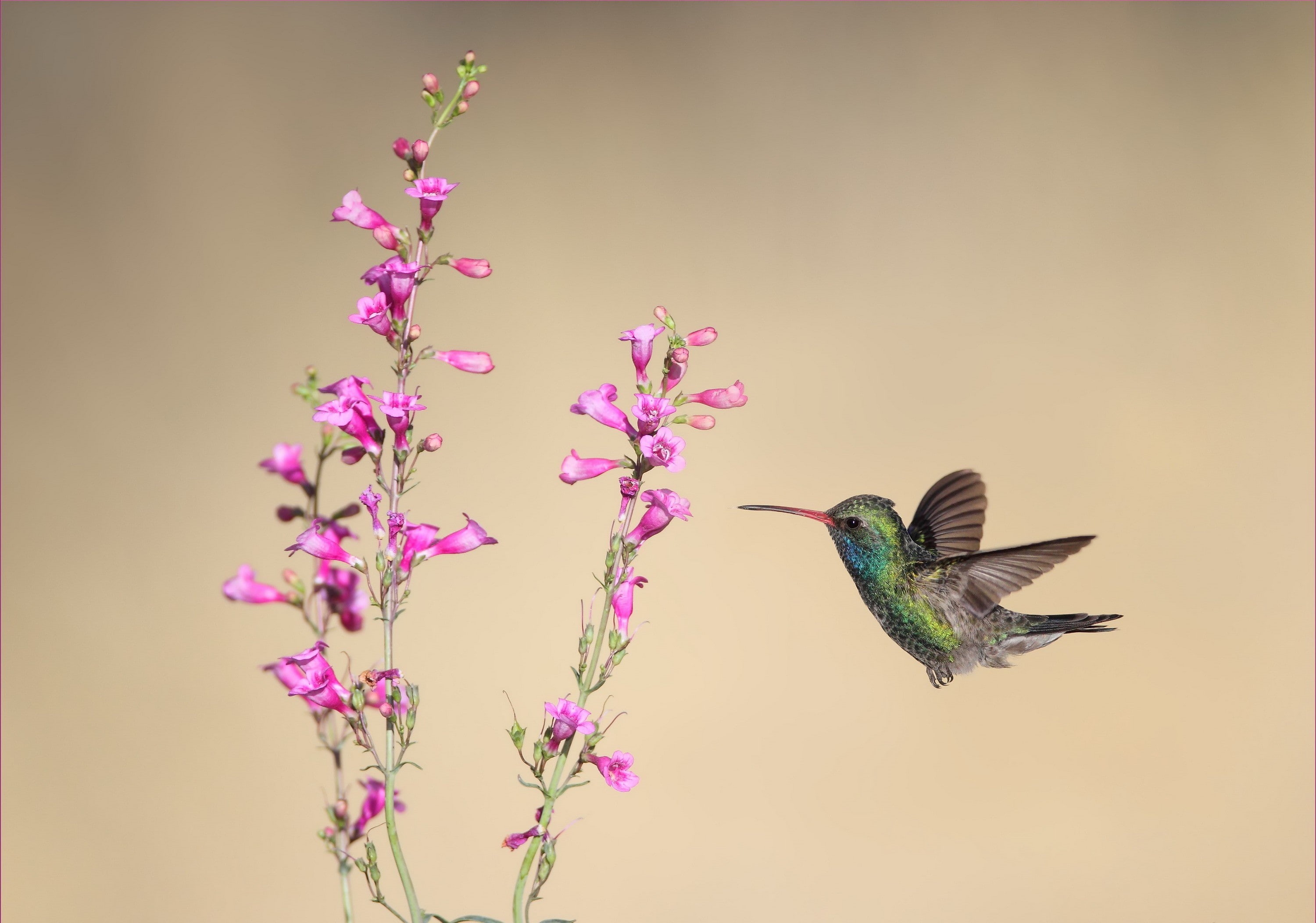 flowers, 2K, birds, animals, hummingbirds, HD Wallpaper