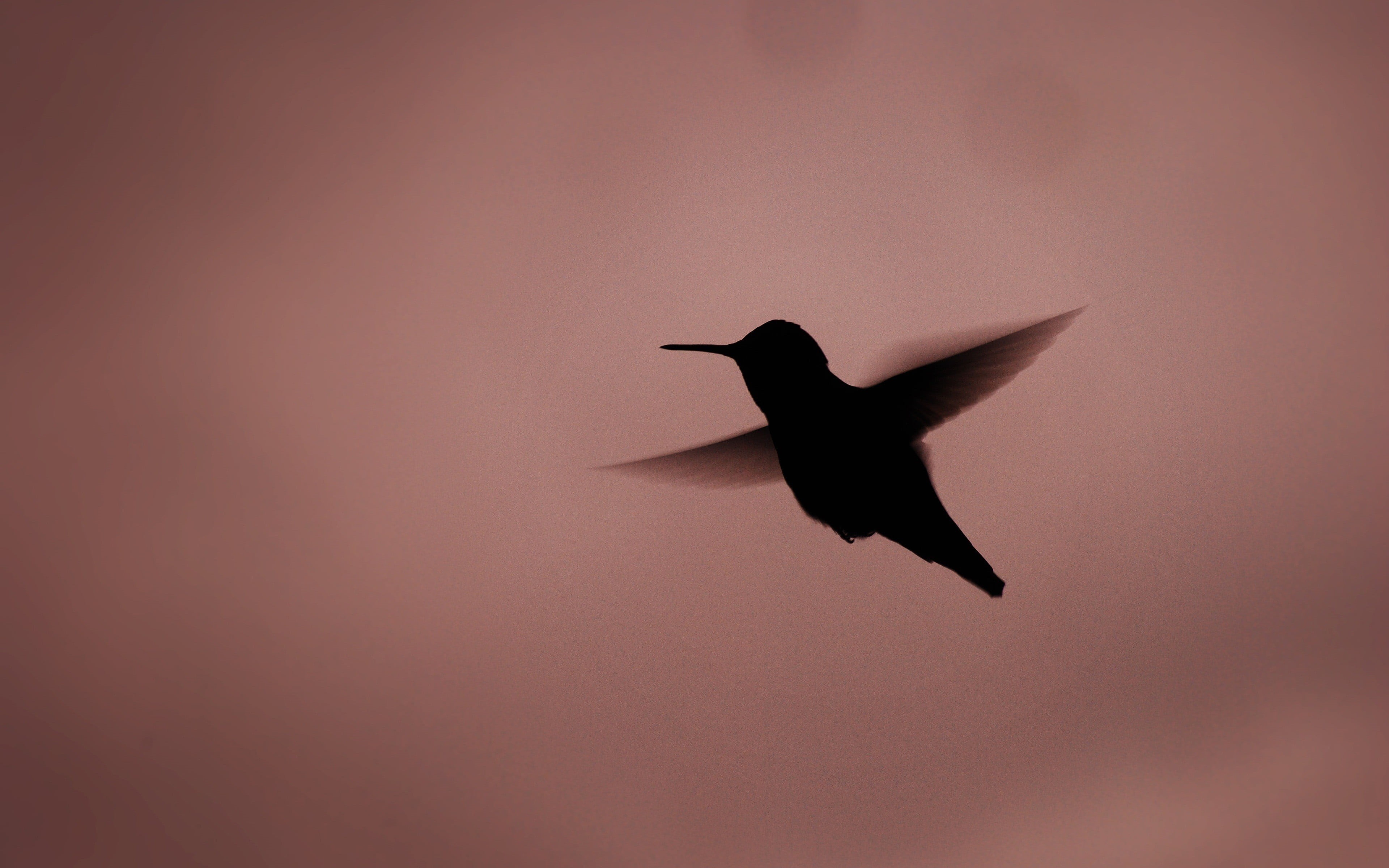 animal themes, simple background, animals in the wild, wild, bird, full length, white, animals, black, flying, 4K, sky, nature, outdoors, decor, mid-air, HD Wallpaper