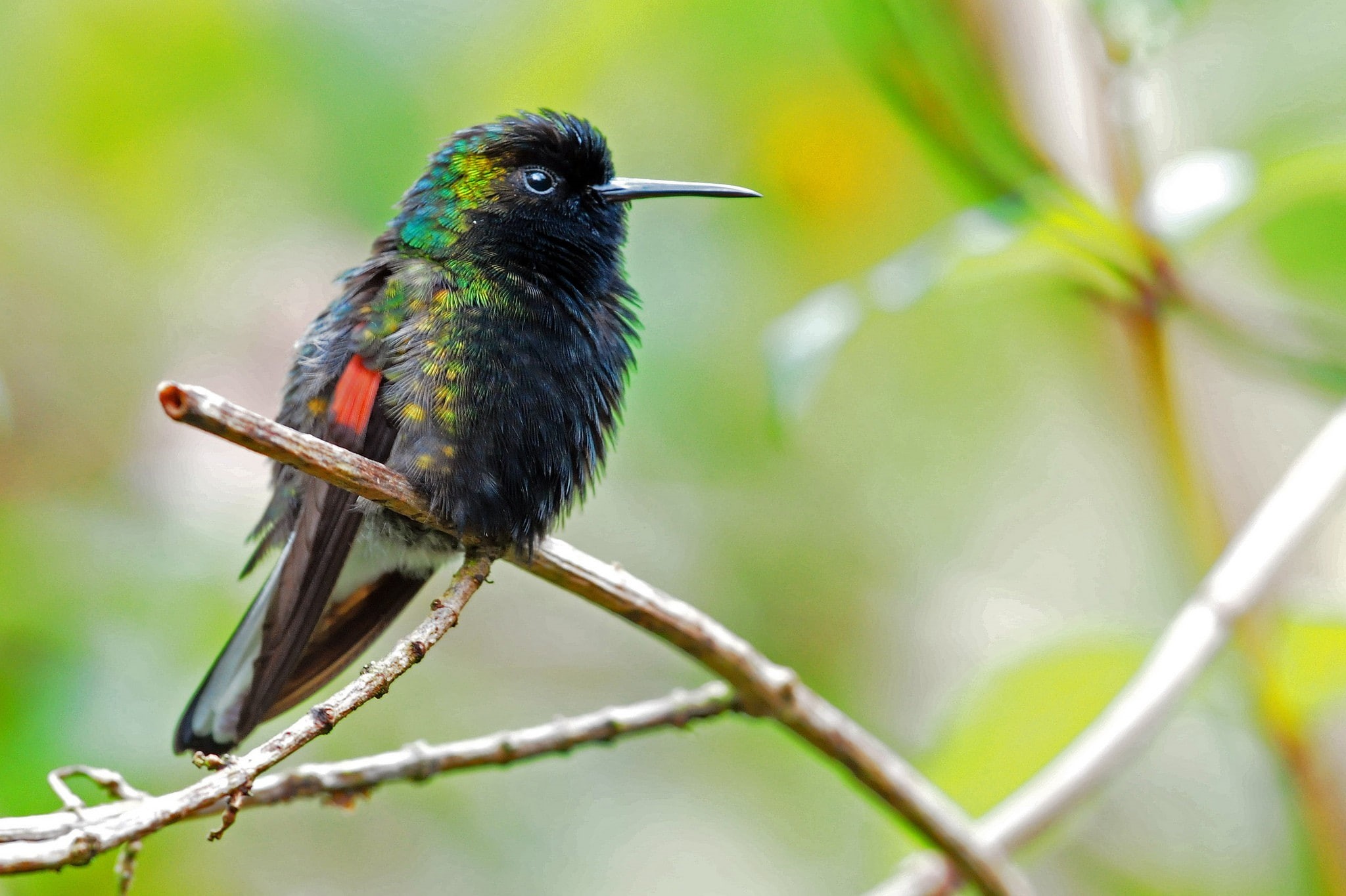 animal themes, beak, rainforest, animal, animal wildlife, hummingbirds, animals, animals in the wild, focus on foreground, twigs, birds, outdoors, green color, HD Wallpaper