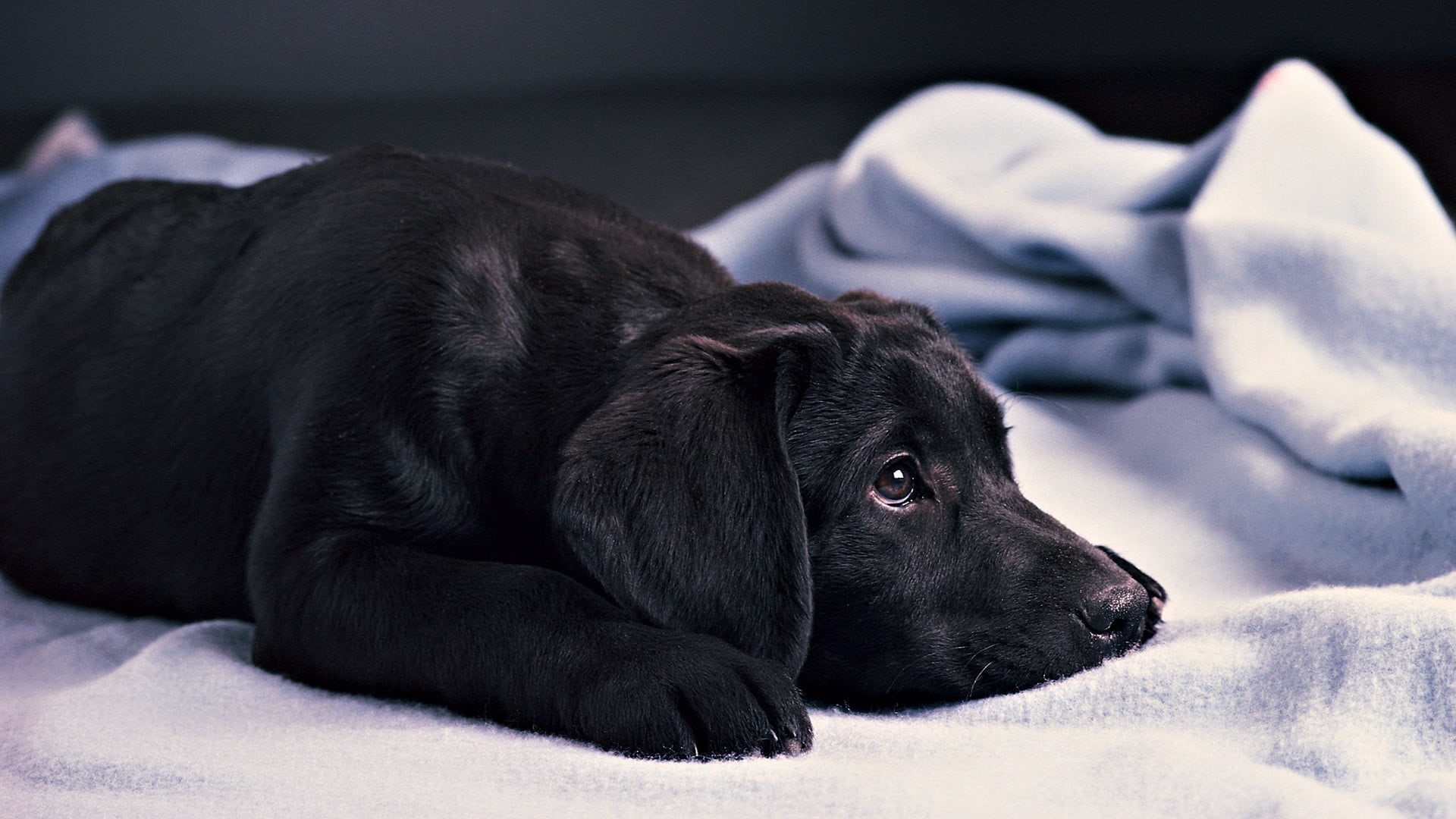 close-up, indoors, animals, 1080P, relaxation, animal, mammal, domestic animals, looking, blankets, pets, purebred dog, focus on foreground, dog, one animal, HD Wallpaper