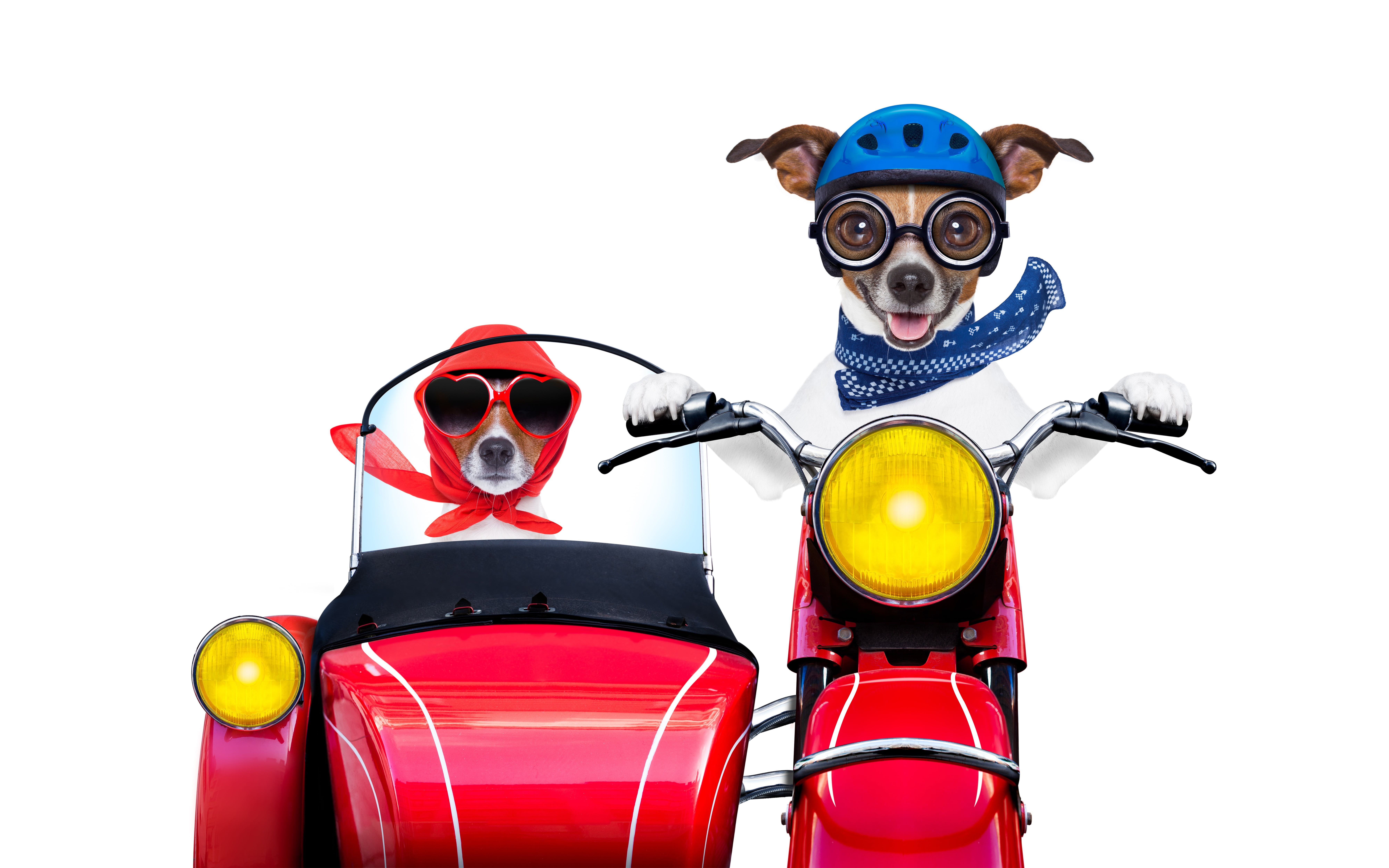 stroller, 8K, helmet, white background, photoshop, shawl, Jack Russell Terrier, motorcycle, driving, humor, two, glass, glasses, lights, scarf, go, red, HD Wallpaper