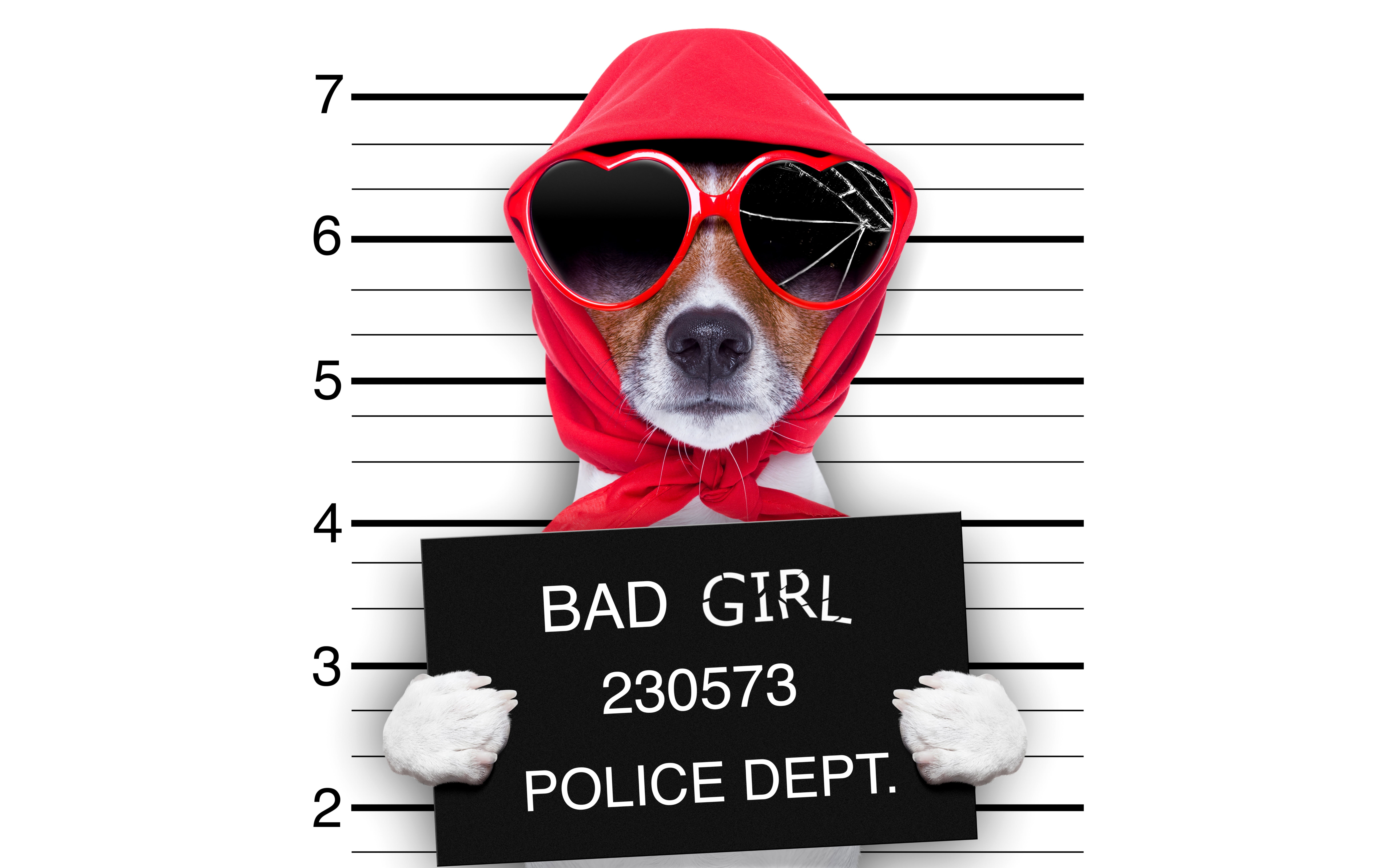fashion, clothing, studio shot, terrier, hat, western script, front view, shawl, communication, glasses, brown, fun, white background, plate, cracked, security, HD Wallpaper
