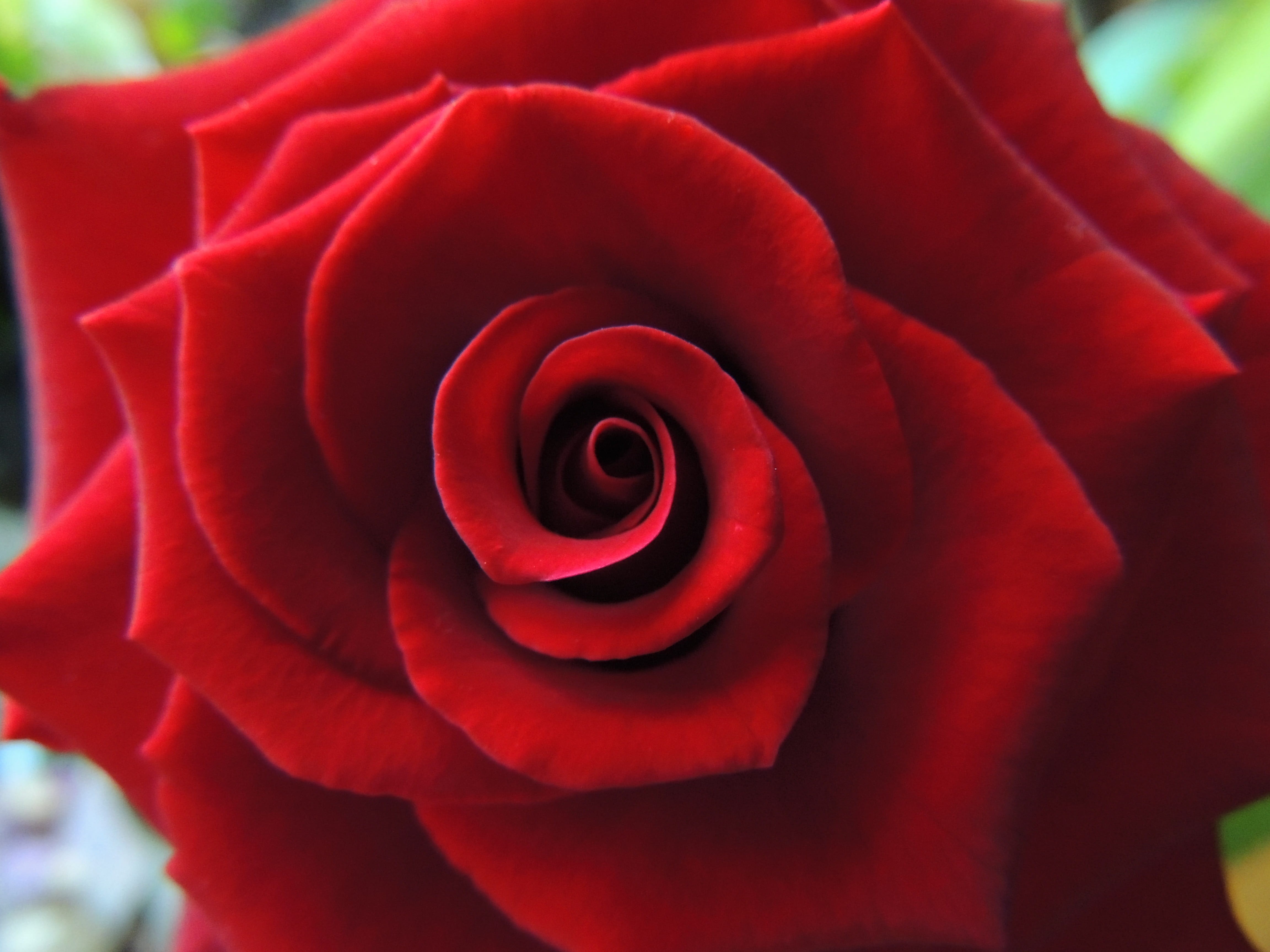 aroma, no people, romantic, red roses, nature, petal, happy, close, blooming, fresh, florist, blossom, outdoors, fragility, close up, valentines day - holiday, HD Wallpaper