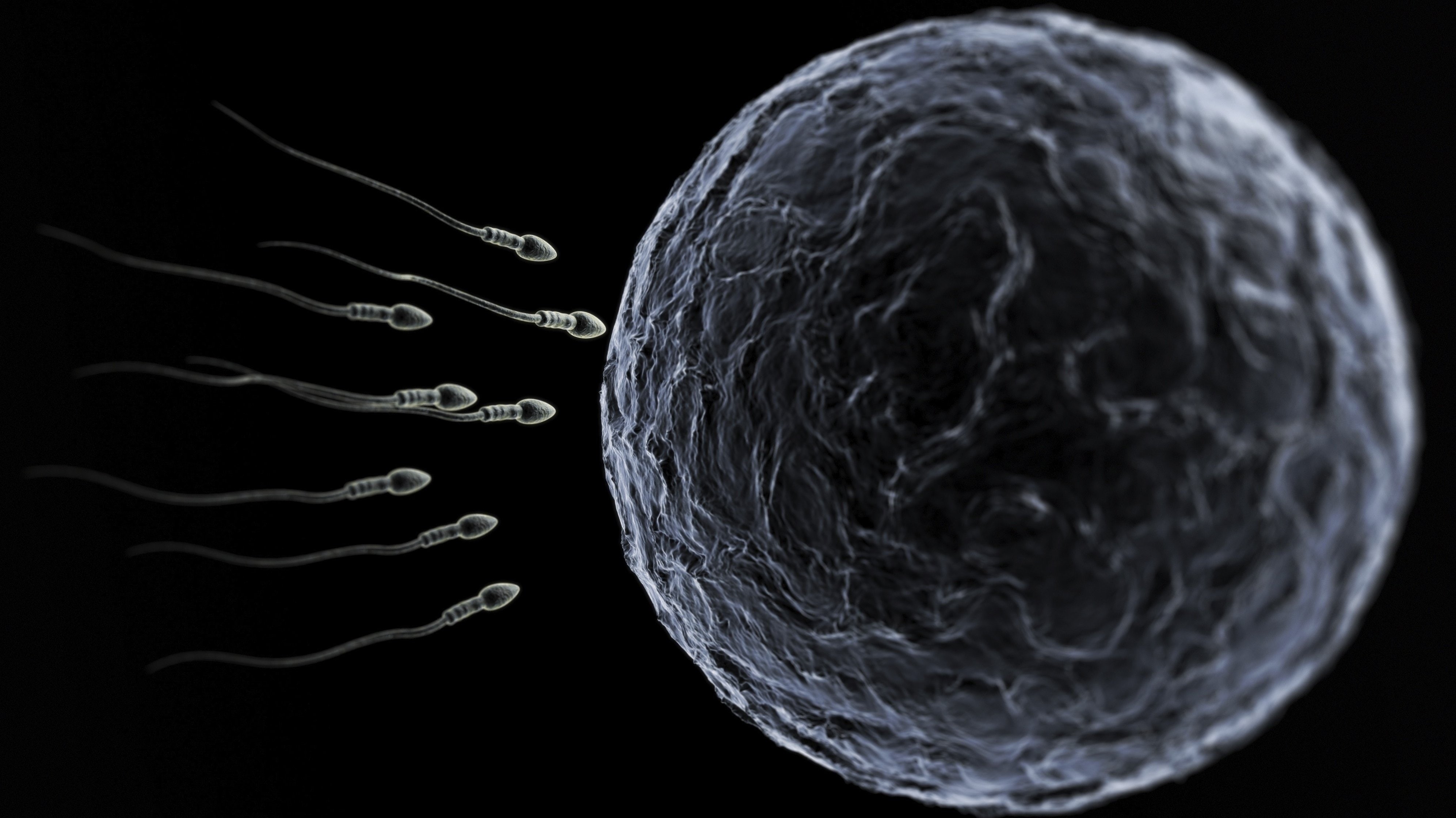 abstract, Mating, close-up, sphere, Cell, studio shot, Sexual, Male, Medical, water, education, no people, pattern, 4K, black background, egg, DNA, circle, HD Wallpaper