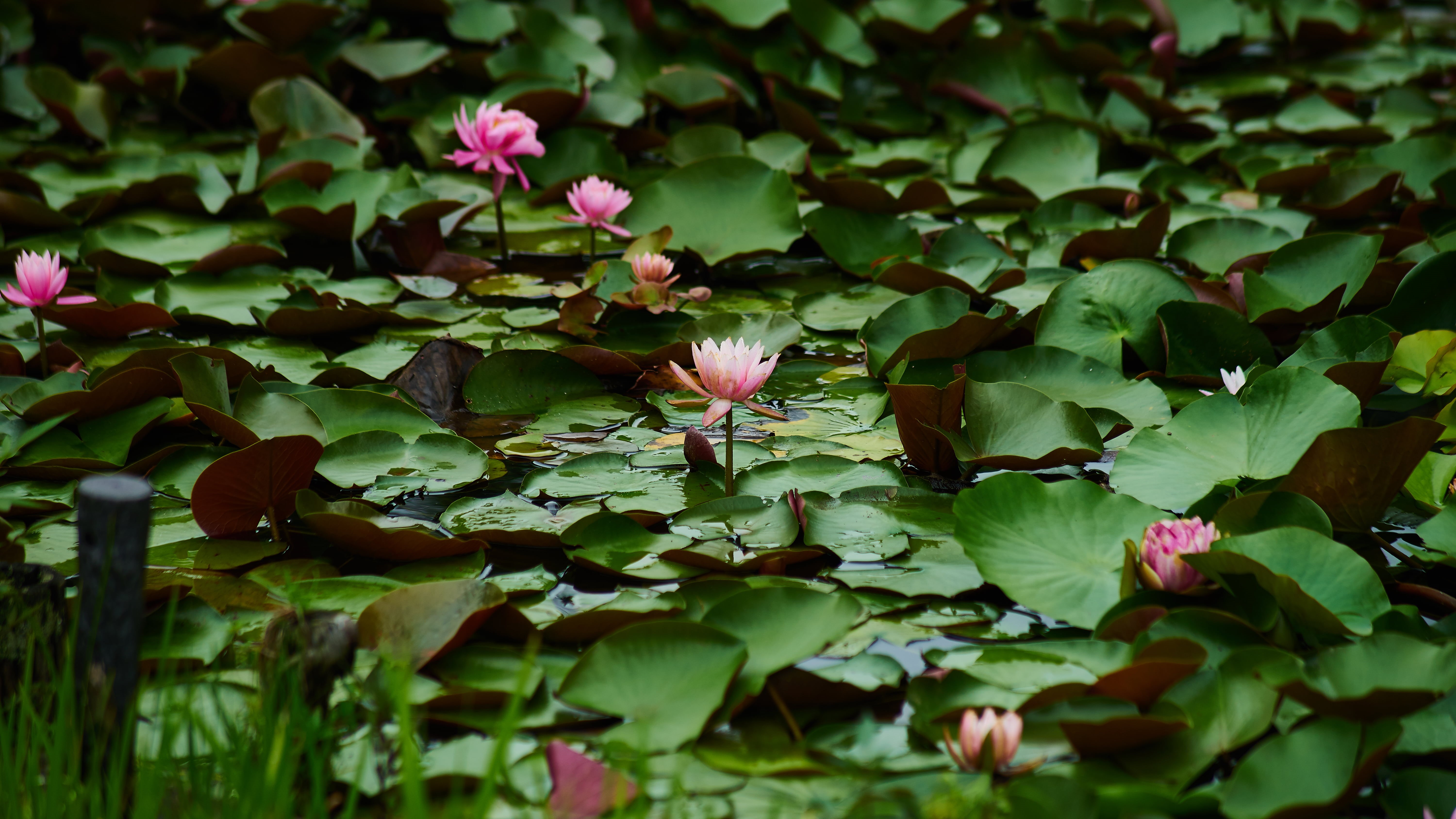green, waterlilies, lotus Water Lily, AUTO, petal, Sound, top, 5K, leaf, flower, nature, None, TELEPHOTO, body, water, pink Color, スイレン, pond, on top, HD Wallpaper