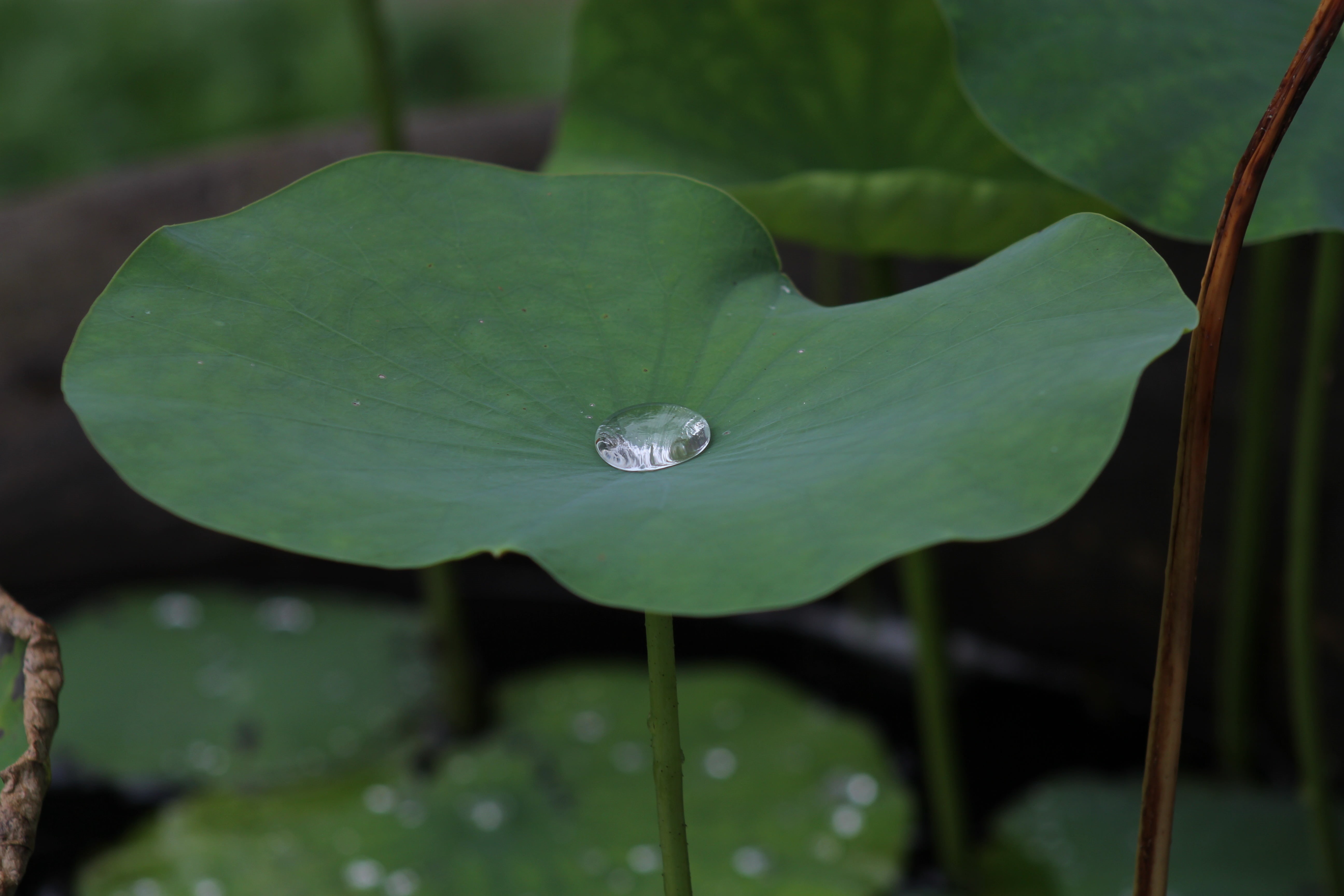 drop, vulnerability, green Color, leaf, water lily, dew, droplet, fragility, floating on water, thailand, taro, rain, purity, plant, blu, green, outdoors, HD Wallpaper