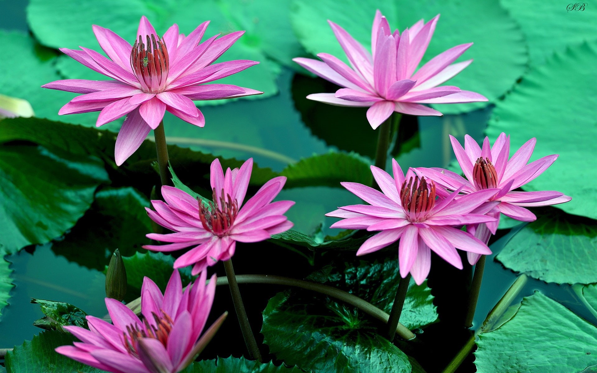 Pink, Leaves, Lily, Flowers, 1080P, Petals, Beautiful, Water, HD Wallpaper