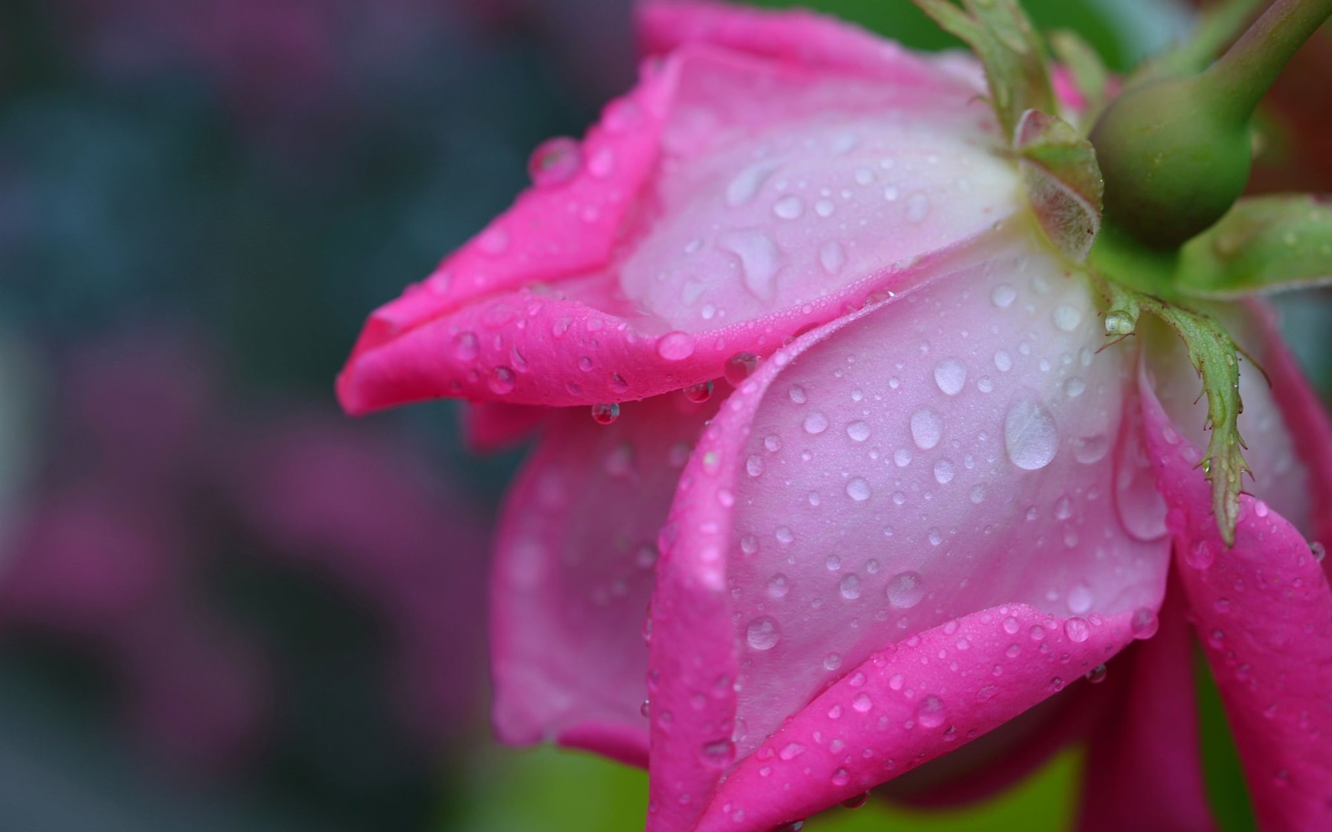 Photography, Petals, Macro, Rose, Drops, Pink, 1080P, Water, HD Wallpaper