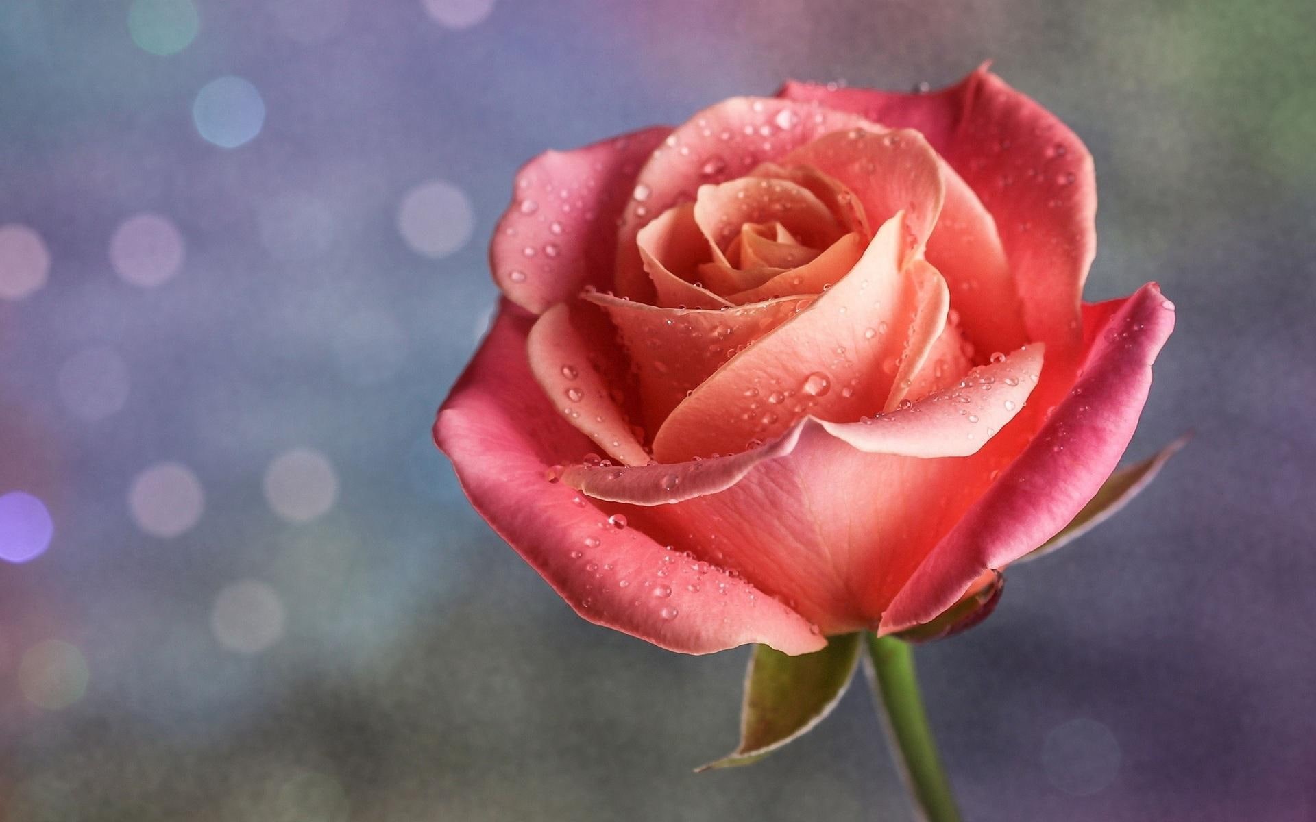 rose, resolution, orange, drops, 1080P, pink, high, flower, bud, red, petals, flowers, HD Wallpaper