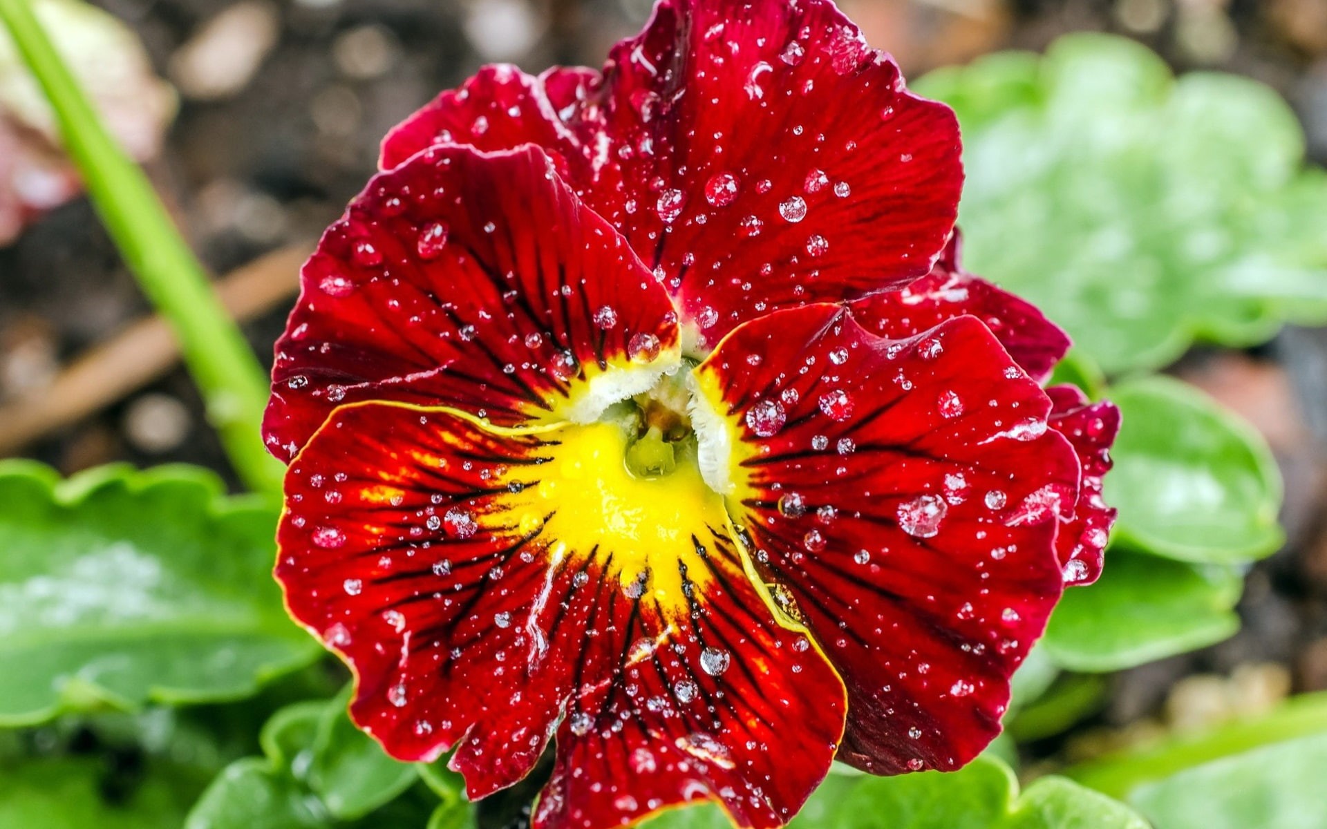 Water, 1080P, Flower, Drops, Petals, Red, HD Wallpaper