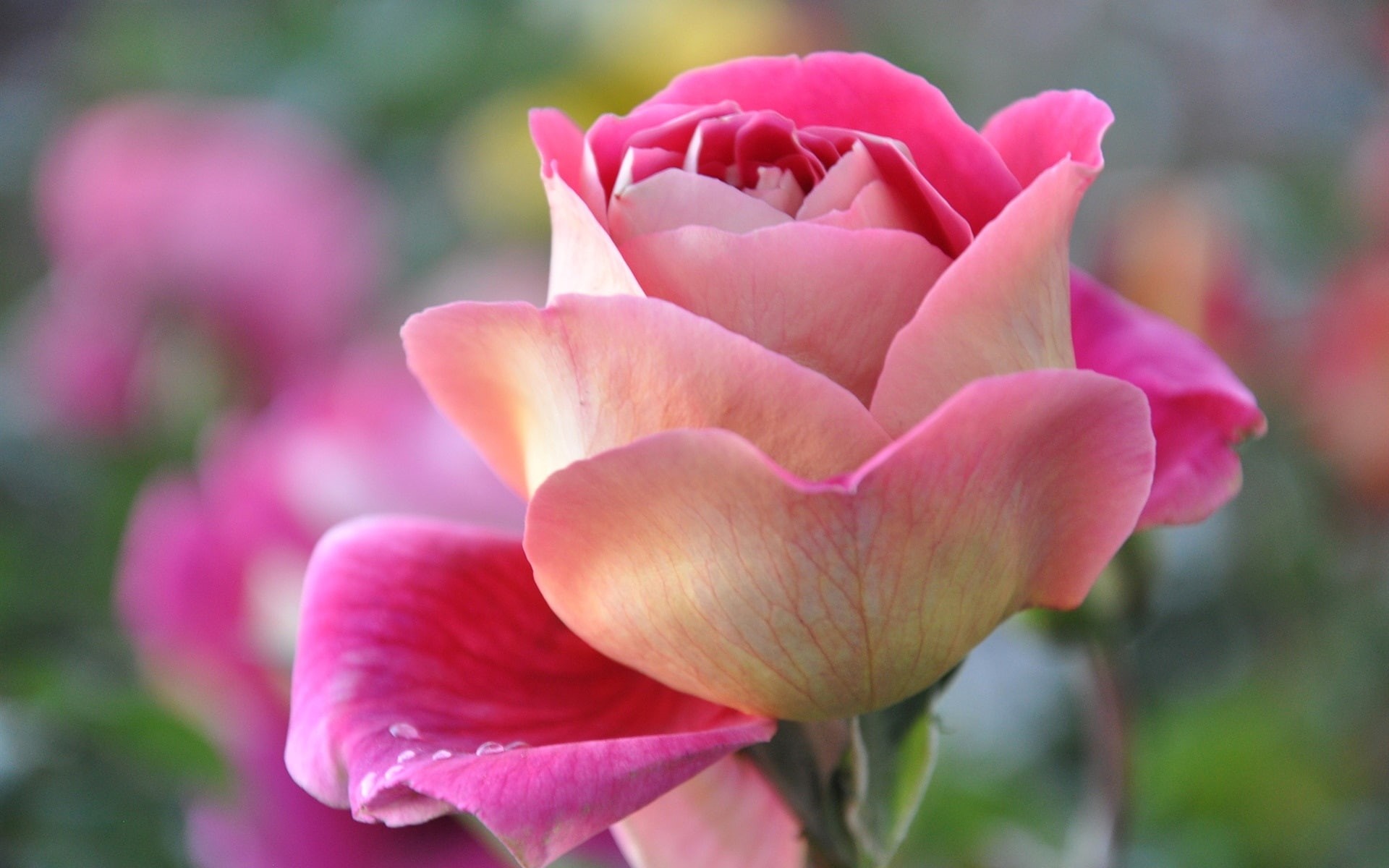 Rose, 1080P, close, Petals, Pink, Flower, HD Wallpaper