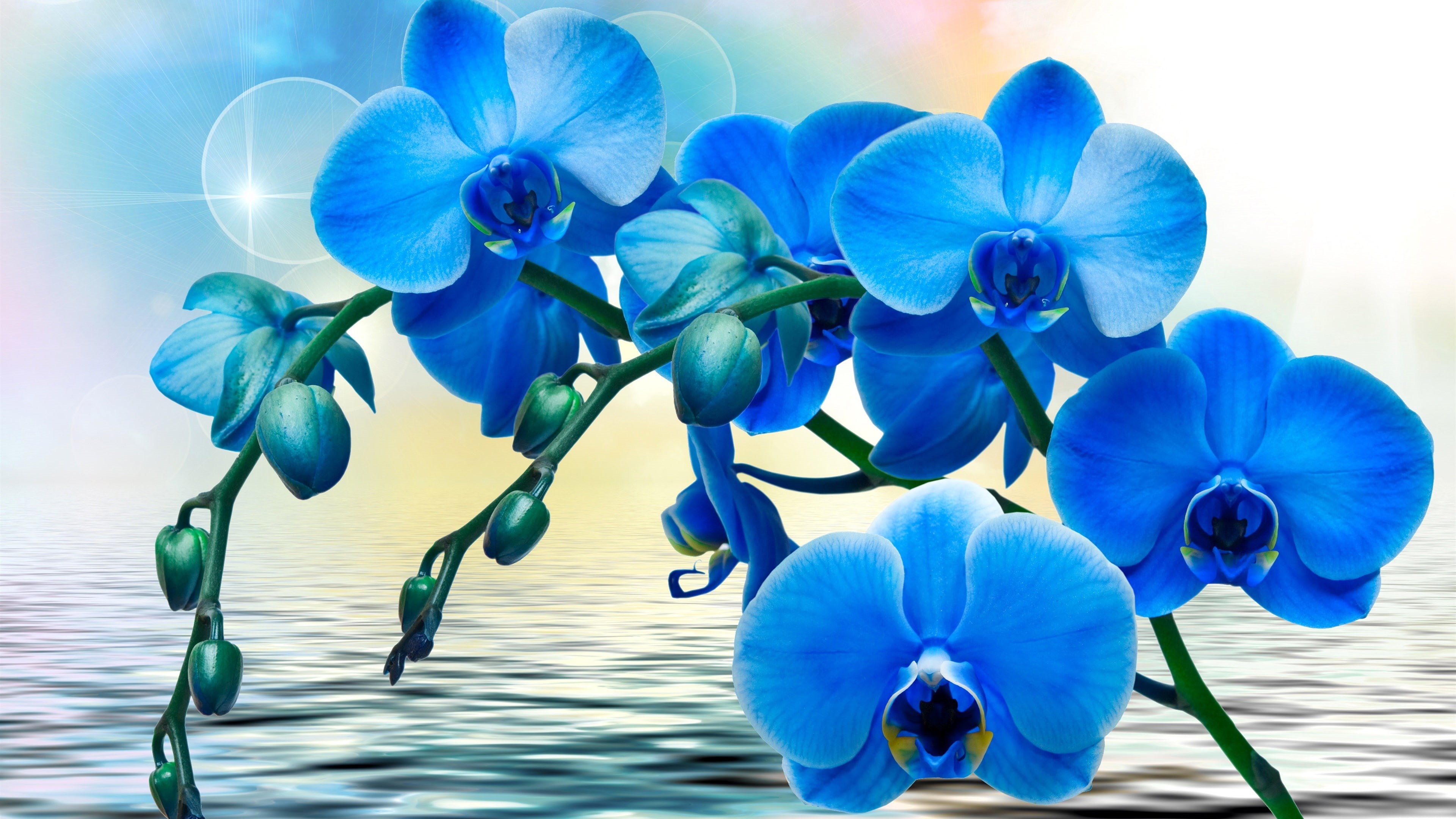 Water, 4K, Flowers, Blue, Orchids, Phalaenopsis, HD Wallpaper