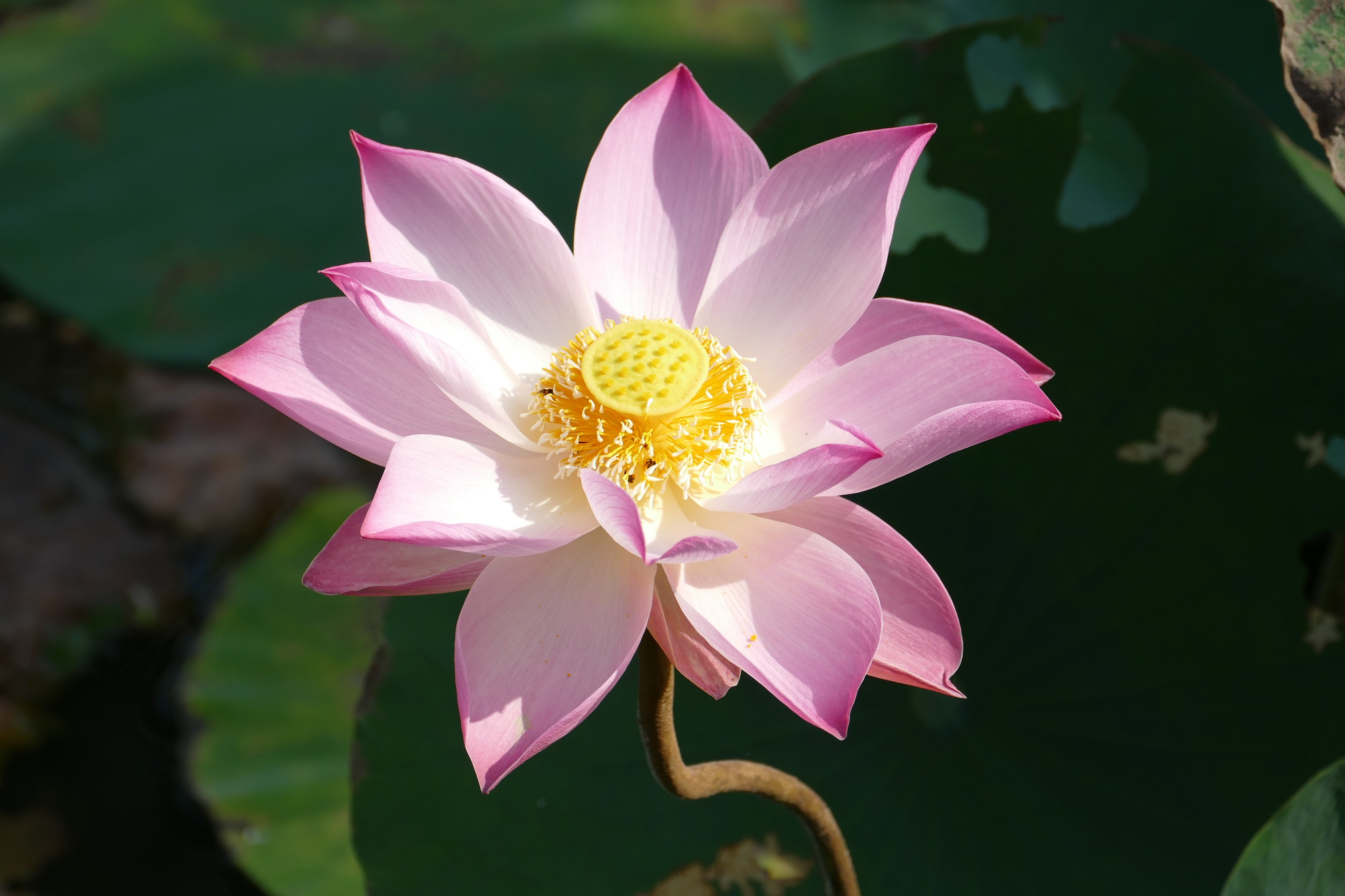 flower Head, beauty in nature, lotus, landscape, plant, nature, vulnerability, aquatic plant, pond, growth, summer, inflorescence, pink, pink Color, blossom, HD Wallpaper