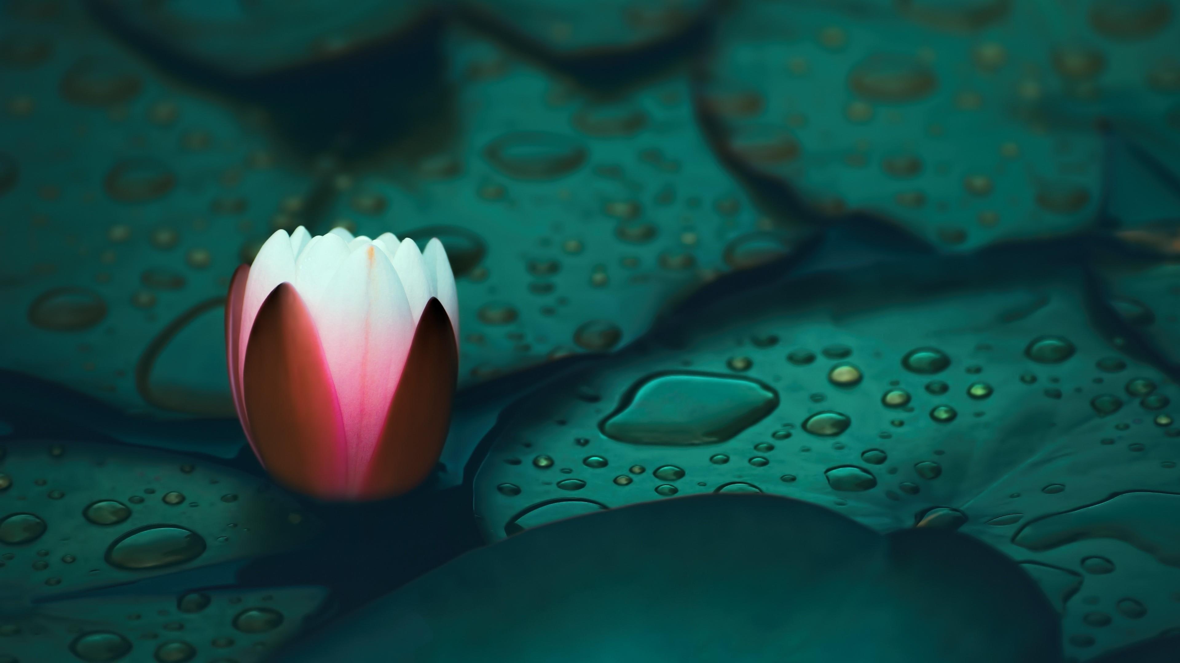 water, lotus, water drops, 4K, close up, droplets, petal, green, drop, water lily, HD Wallpaper