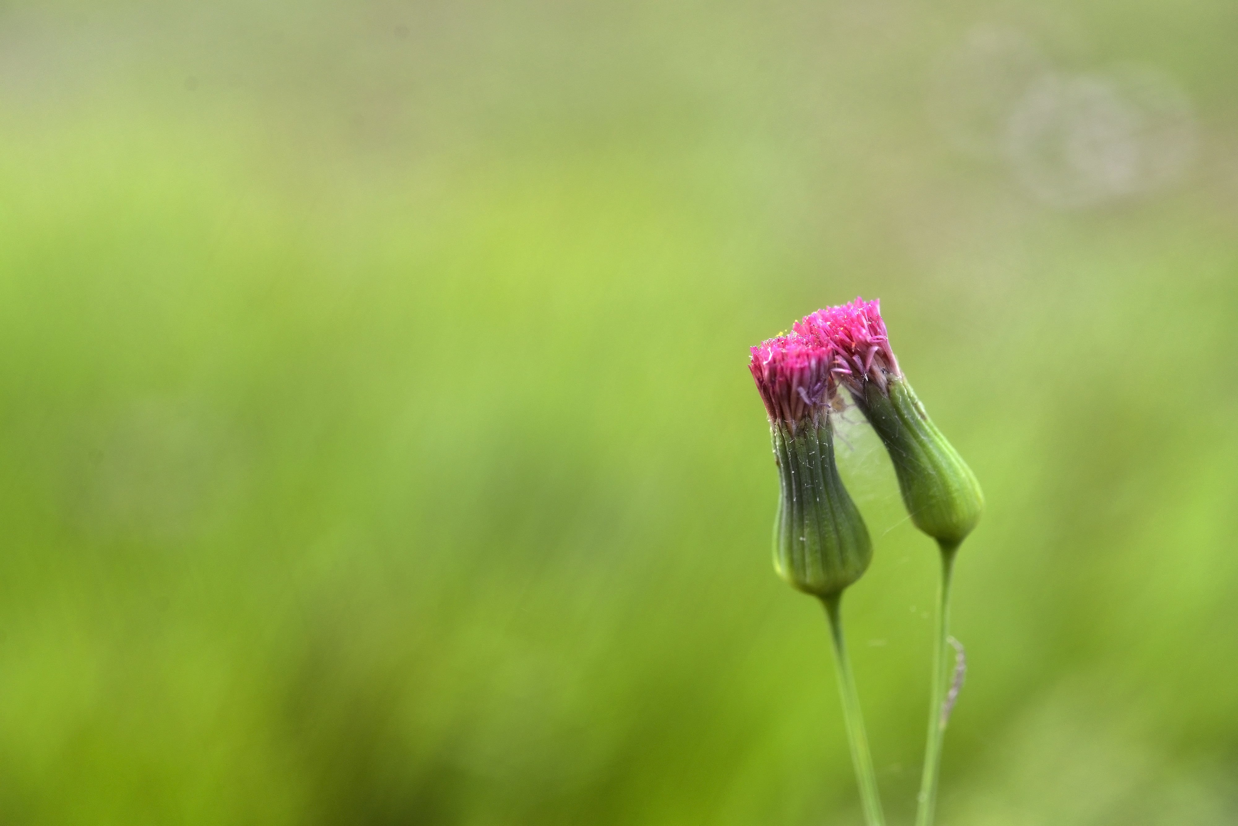 shallow focus, plant, green Color, buds, flower Head, nature, beauty In Nature, DSLR, petal, shallow, springtime, focus, flower, photography, 4K, Nikon  D800, HD Wallpaper