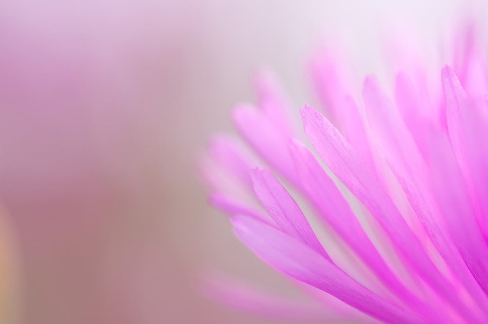 nature, pink Color, beauty In Nature, color, close-up, 480P, plant, petal, pink, flower, flower Head, botany, macro, HD Wallpaper