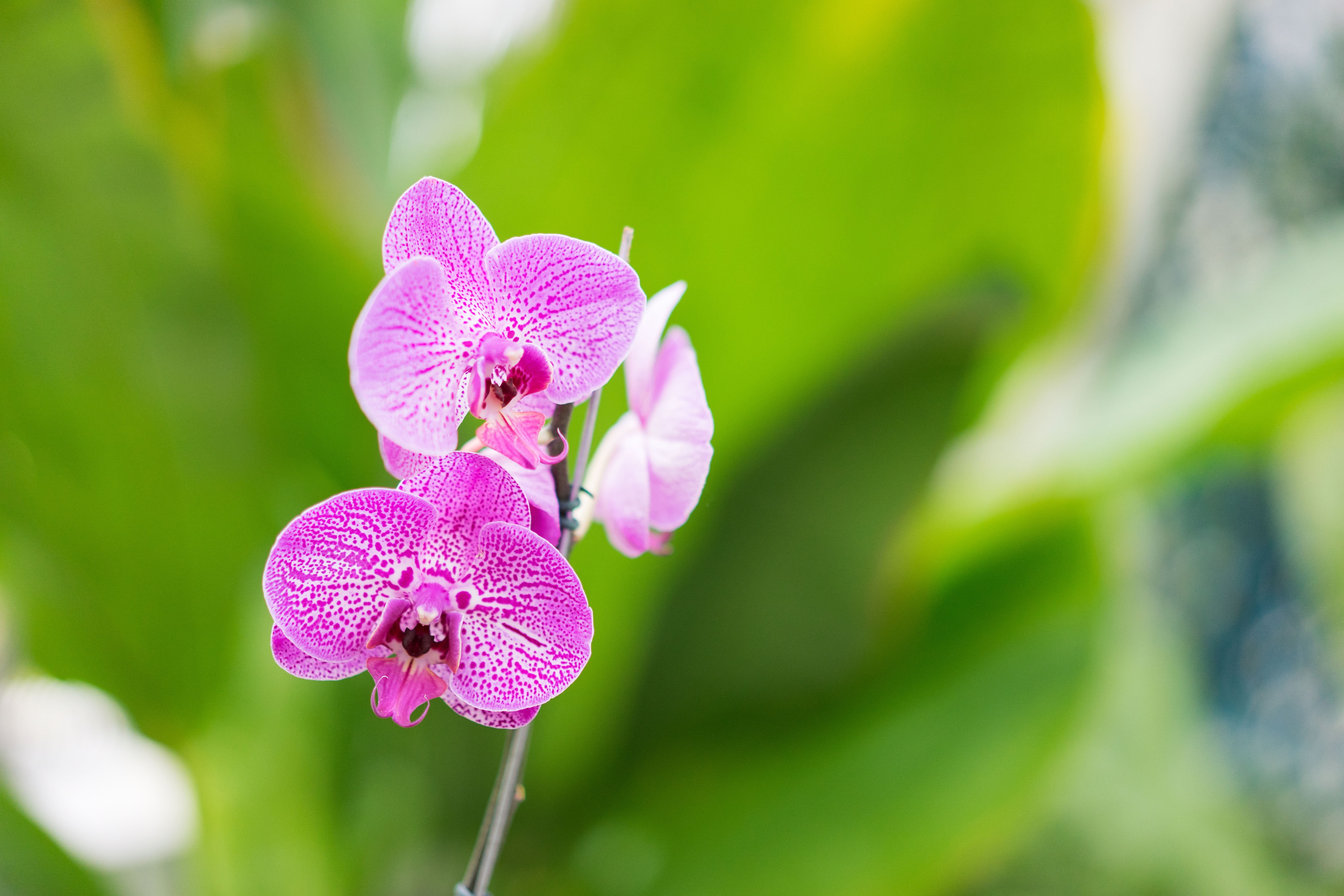 flower, moth, nature, petal, selective, brazil, flower Head, moth Orchid, close-up, selective focus, 5K, orchid, photography, plant, focus, pink Color, HD Wallpaper