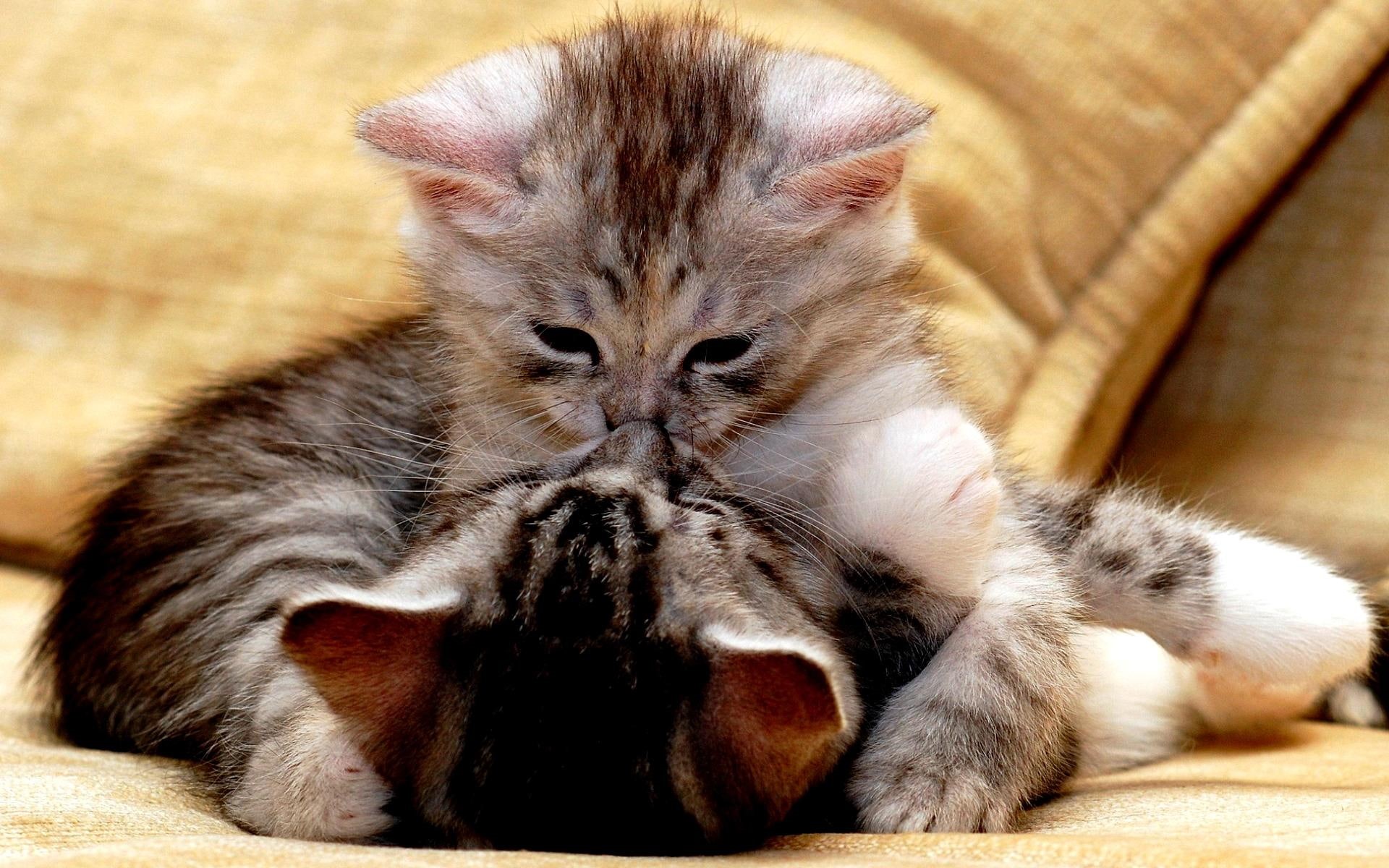 two, cute, tabby, 1080P, animals, cats, tender, kittens, kiss, grey, HD Wallpaper