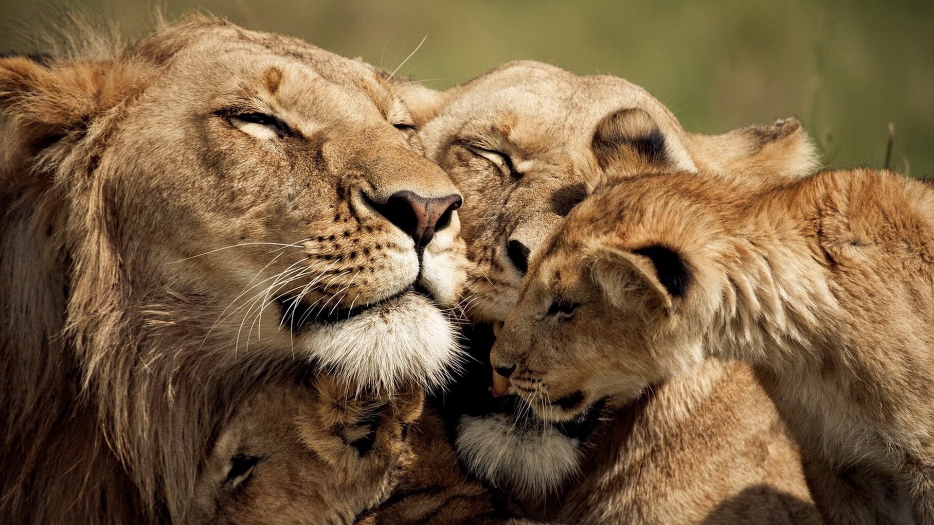 east Africa, cub, tender, tanzania, animals And Pets, big Cat, positive emotion, animal, male Animal, sweet, serengeti National Park, mammal, animal family, HD Wallpaper