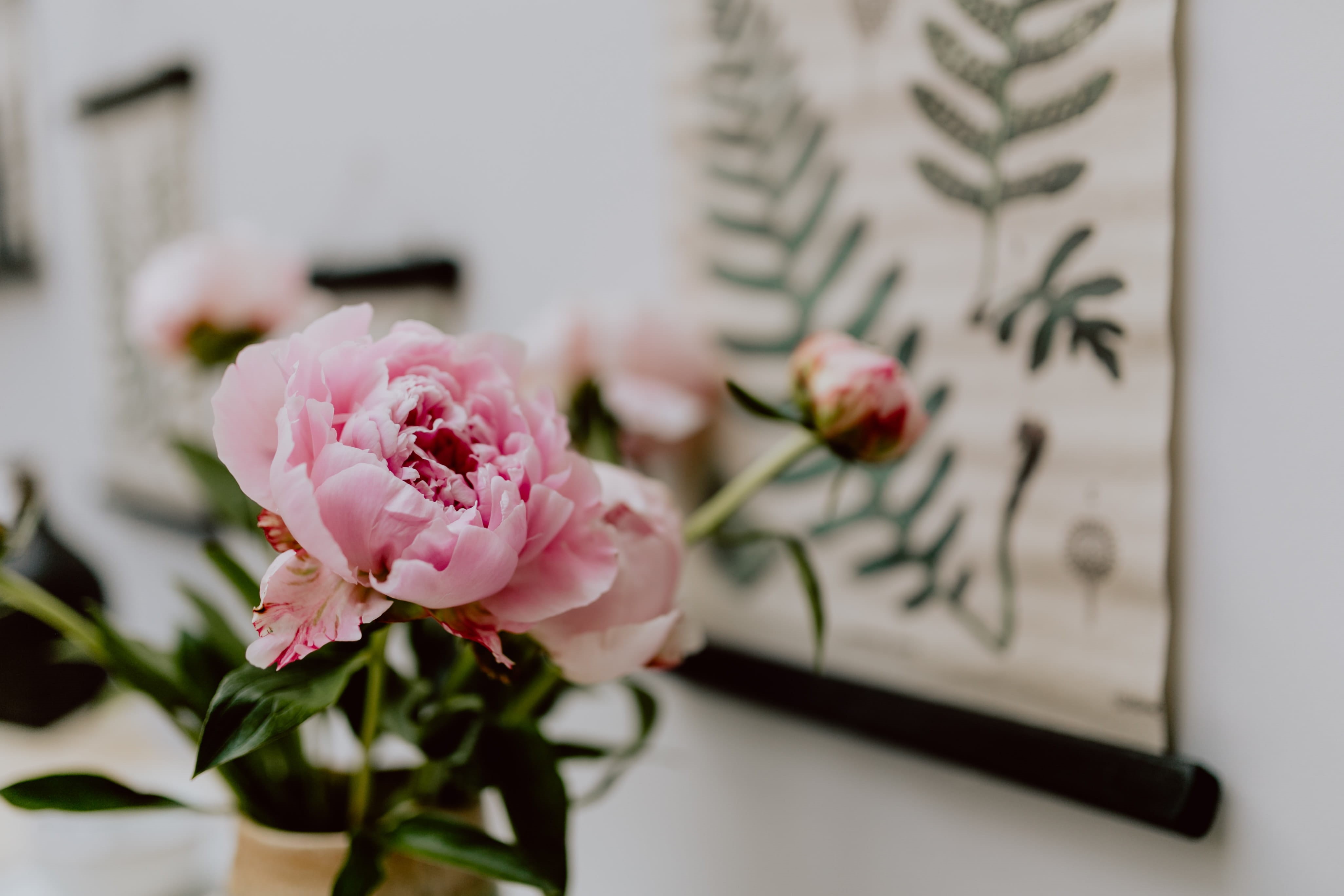 bouqet, close-up, blossom, pink, 4K, vulnerability, selective focus, indoors, bloom, flowers, beauty in nature, no people, plant, flower head, springtime, HD Wallpaper