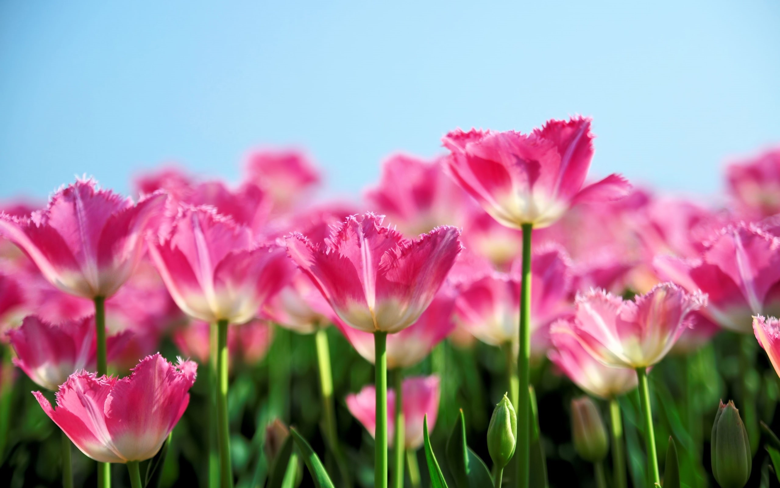Bloom, Sky, Tulip, Spring, Flowers, Blue, Pink, Background, 2K, HD Wallpaper