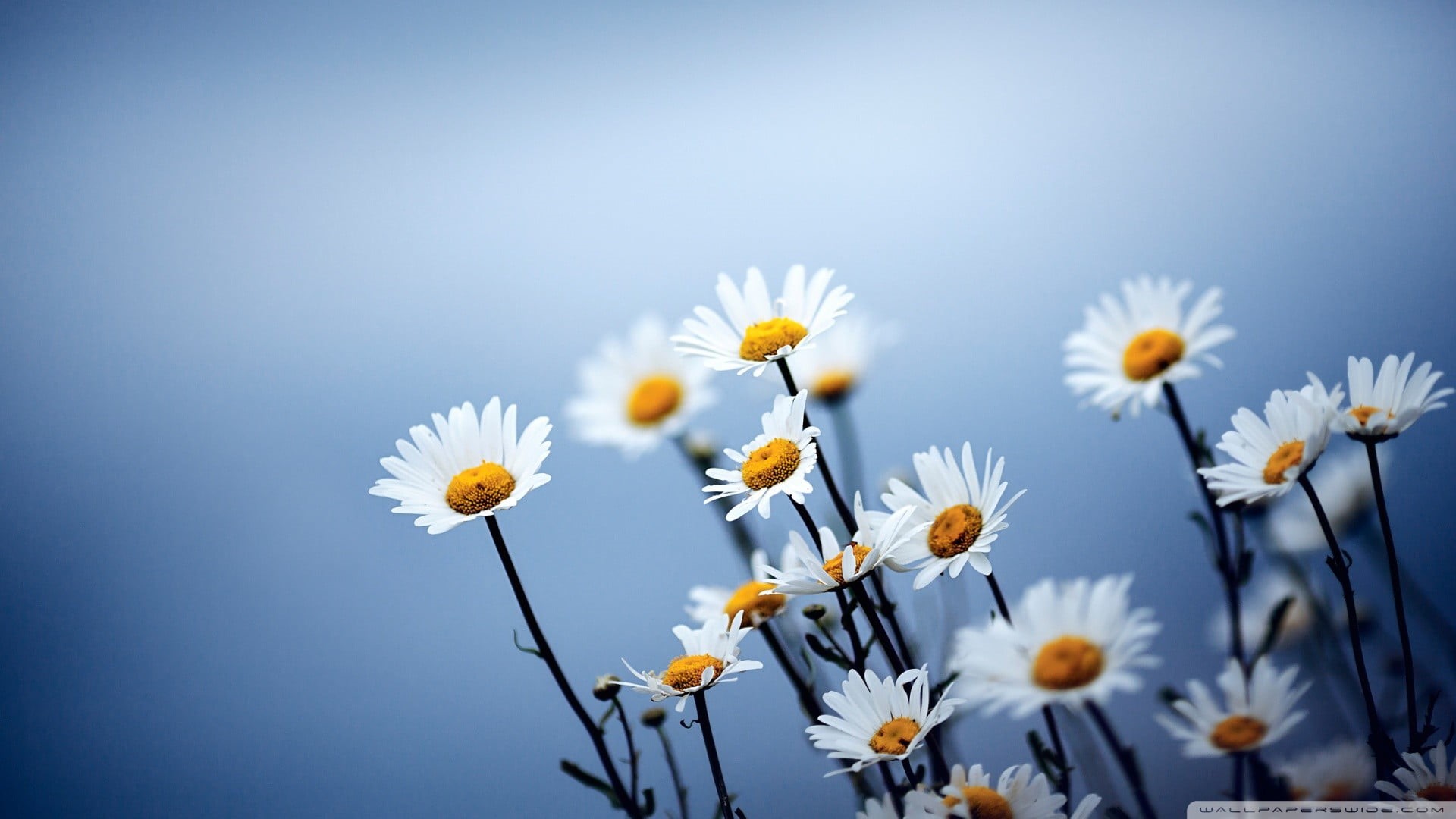 pollen, springtime, nature, inflorescence, flowering plant, flowers, 1080P, close-up, freshness, blue, growth, daisy, plant, no people, blossom, flower head, HD Wallpaper