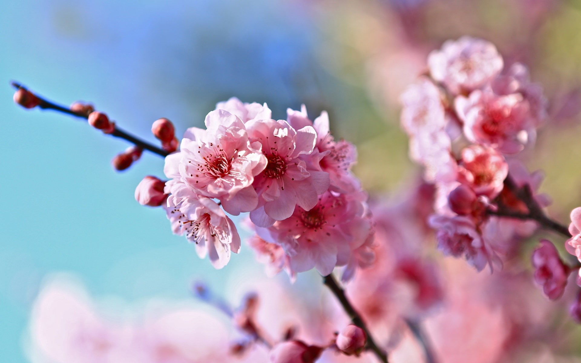 Cherry, 1080P, Blur, Spring, Flowers, Background, Pink, Twigs, HD Wallpaper
