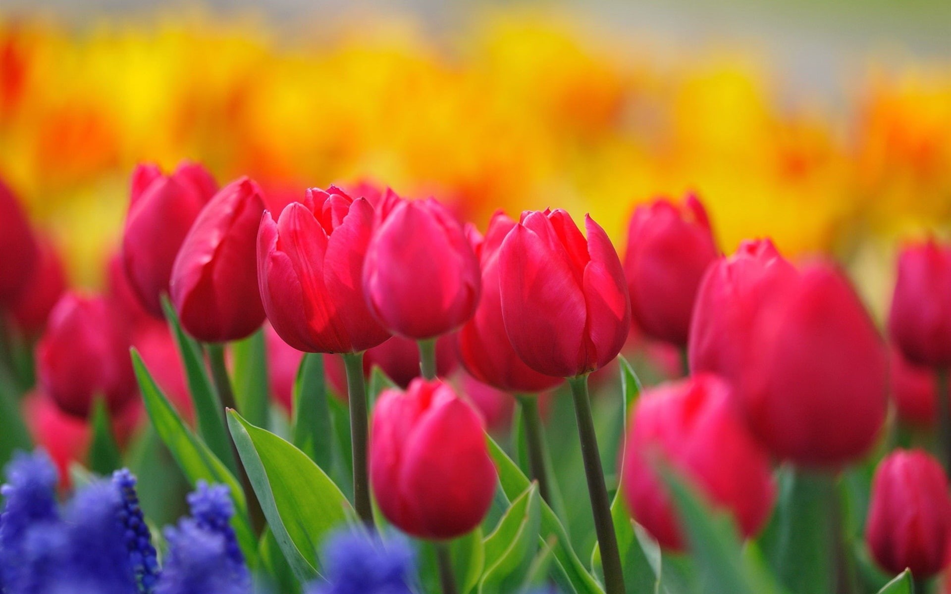 1080P, Tulips, Red, Background, Blur, Flowers, Spring, HD Wallpaper
