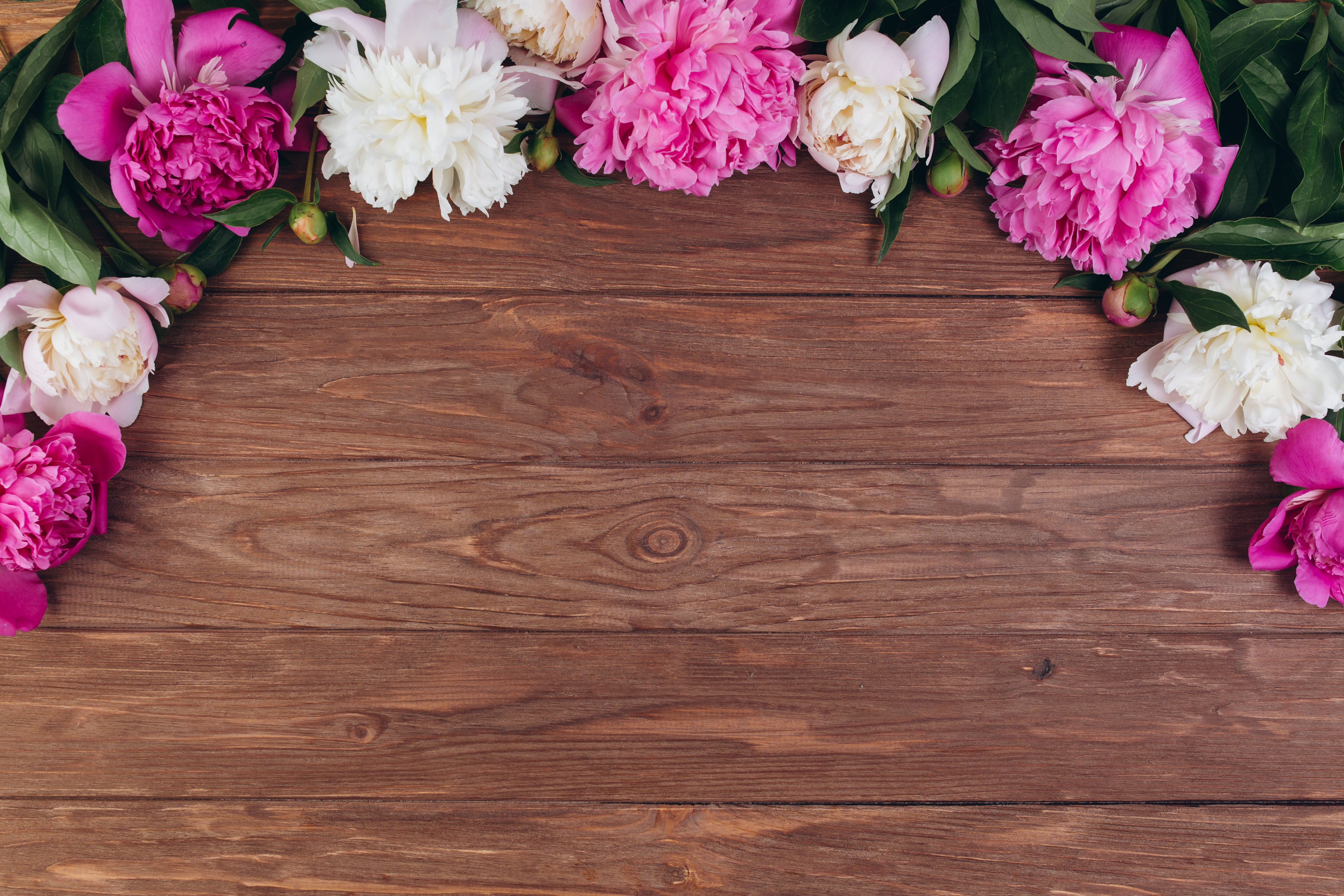 petals, flowers, 5K, background, peonies, HD Wallpaper