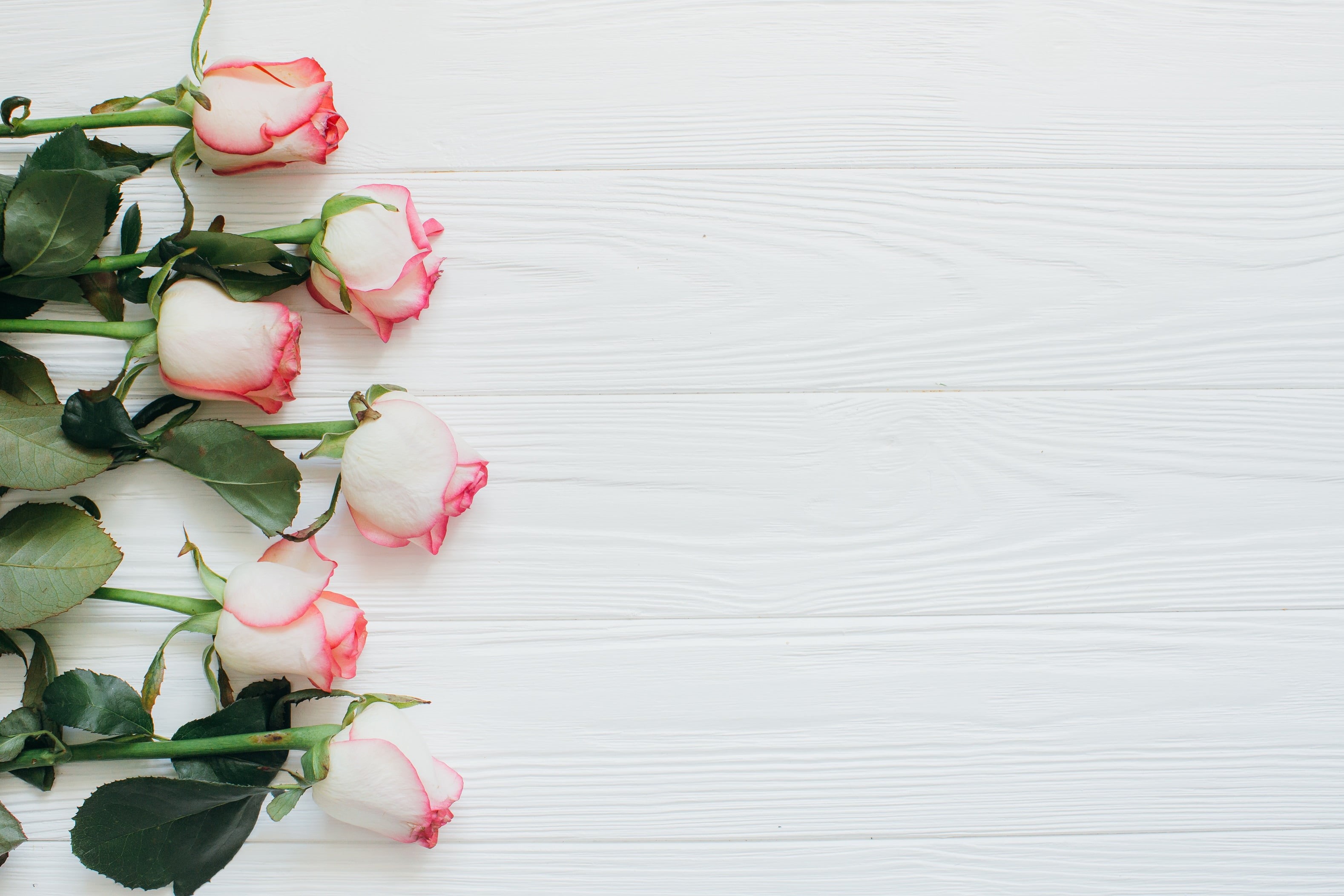 white background, table, pink color, still life, roses, freshness, fragility, flowering plant, flower head, rose - flower, flowers, plant part, indoors, HD Wallpaper