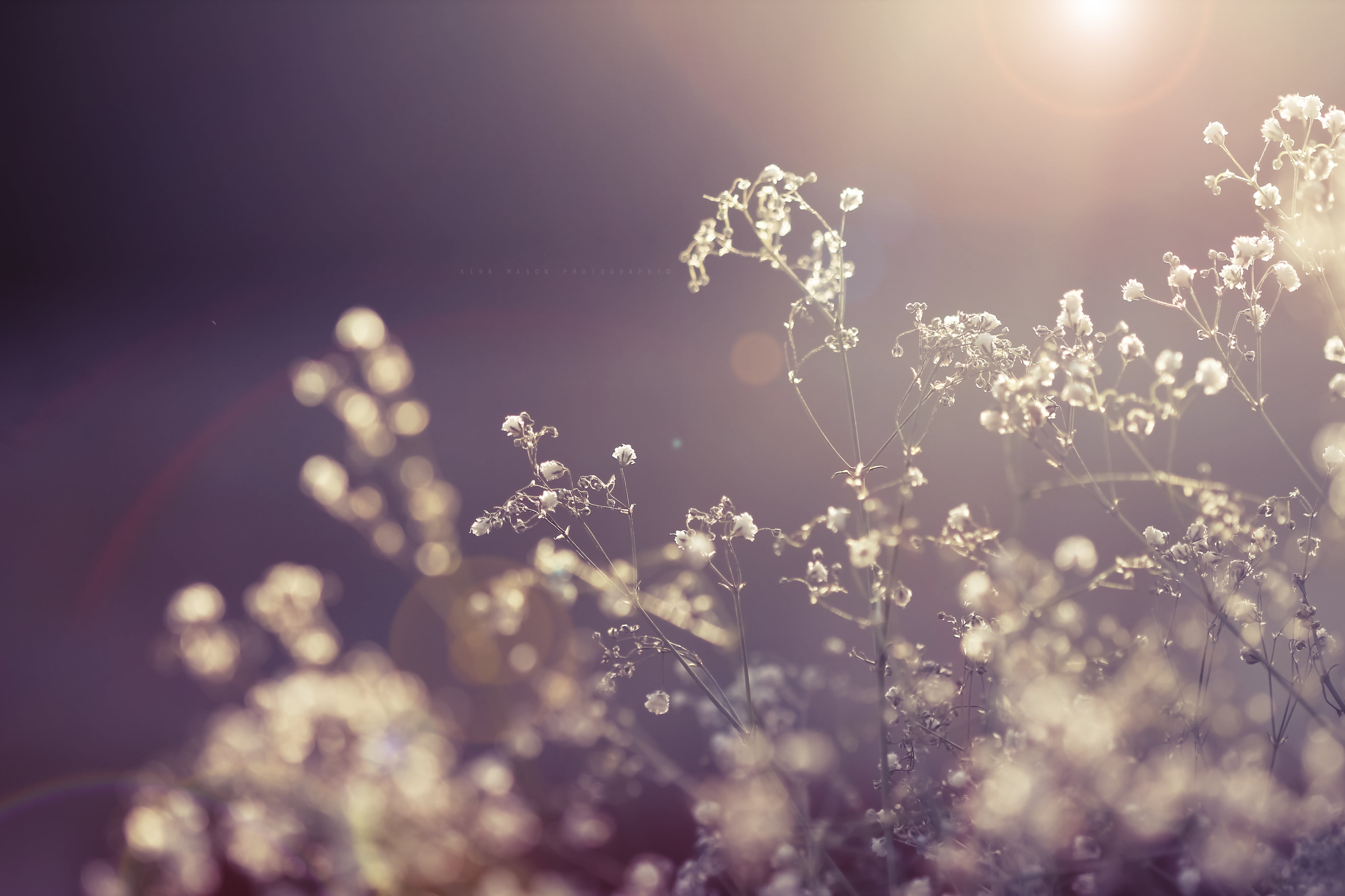outdoors, blossom, flower Head, growth, branch, frozen, 5K, leaf, flowering plant, abstract, freshness, breath, wildflower, plant, day, snow, light - Natural Phenomenon, HD Wallpaper