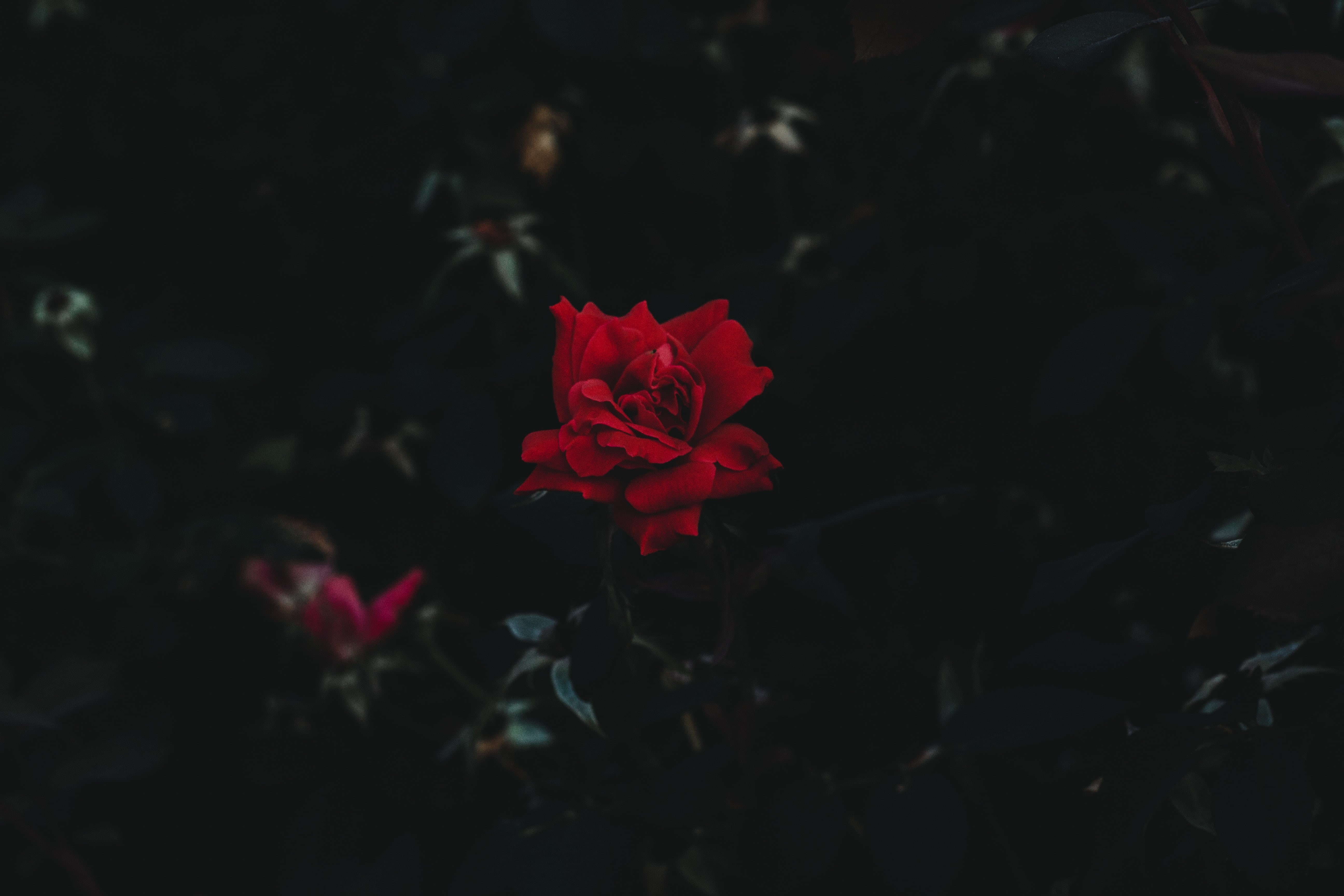 rose, dark background, bud, 5K, flower, HD Wallpaper