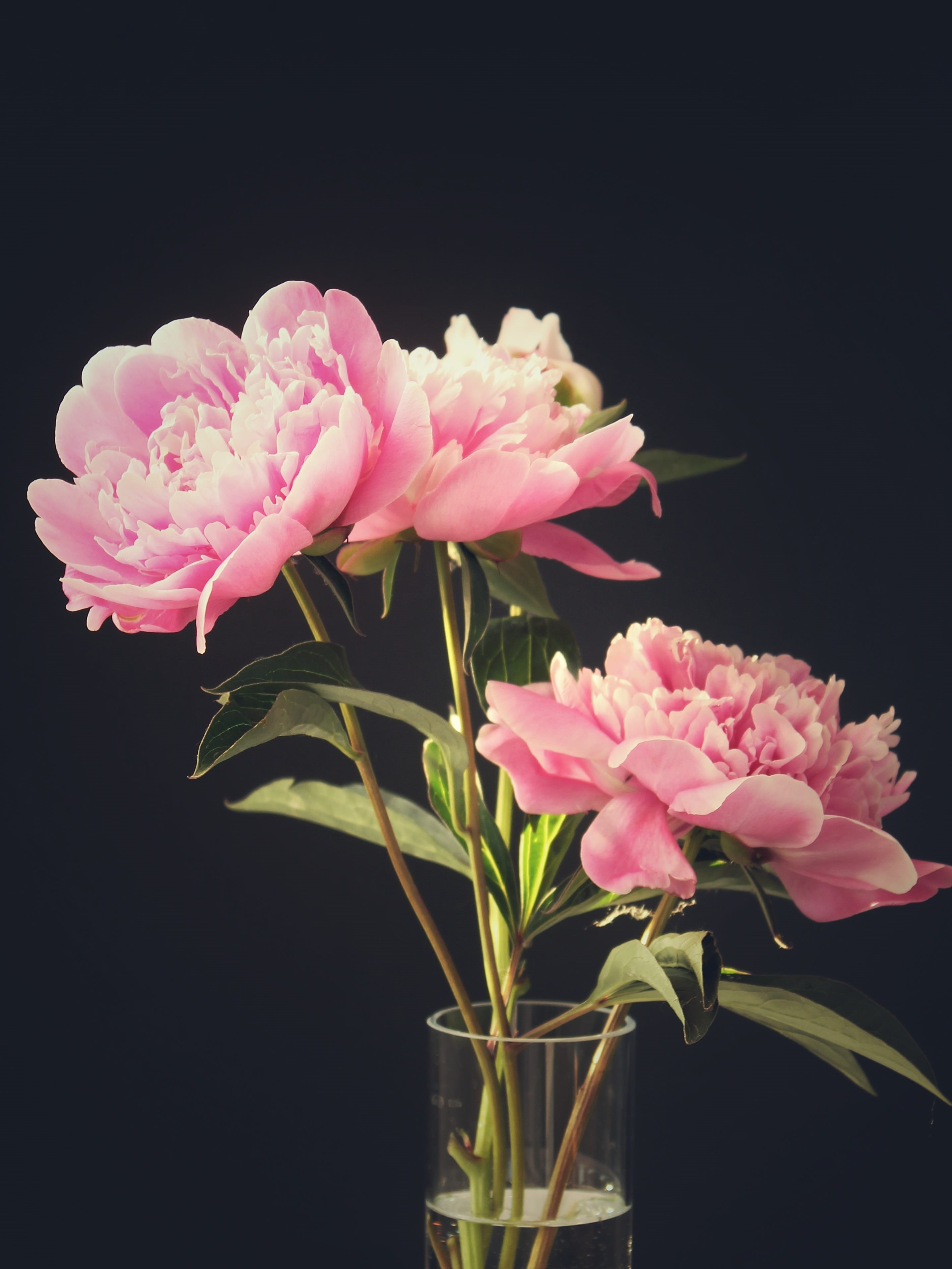 greeting, peony, flowering plant, pink color, flower head, petal, fragility, flower, map, leaf, close-up, freshness, beauty in nature, black background, Phone HD Wallpaper