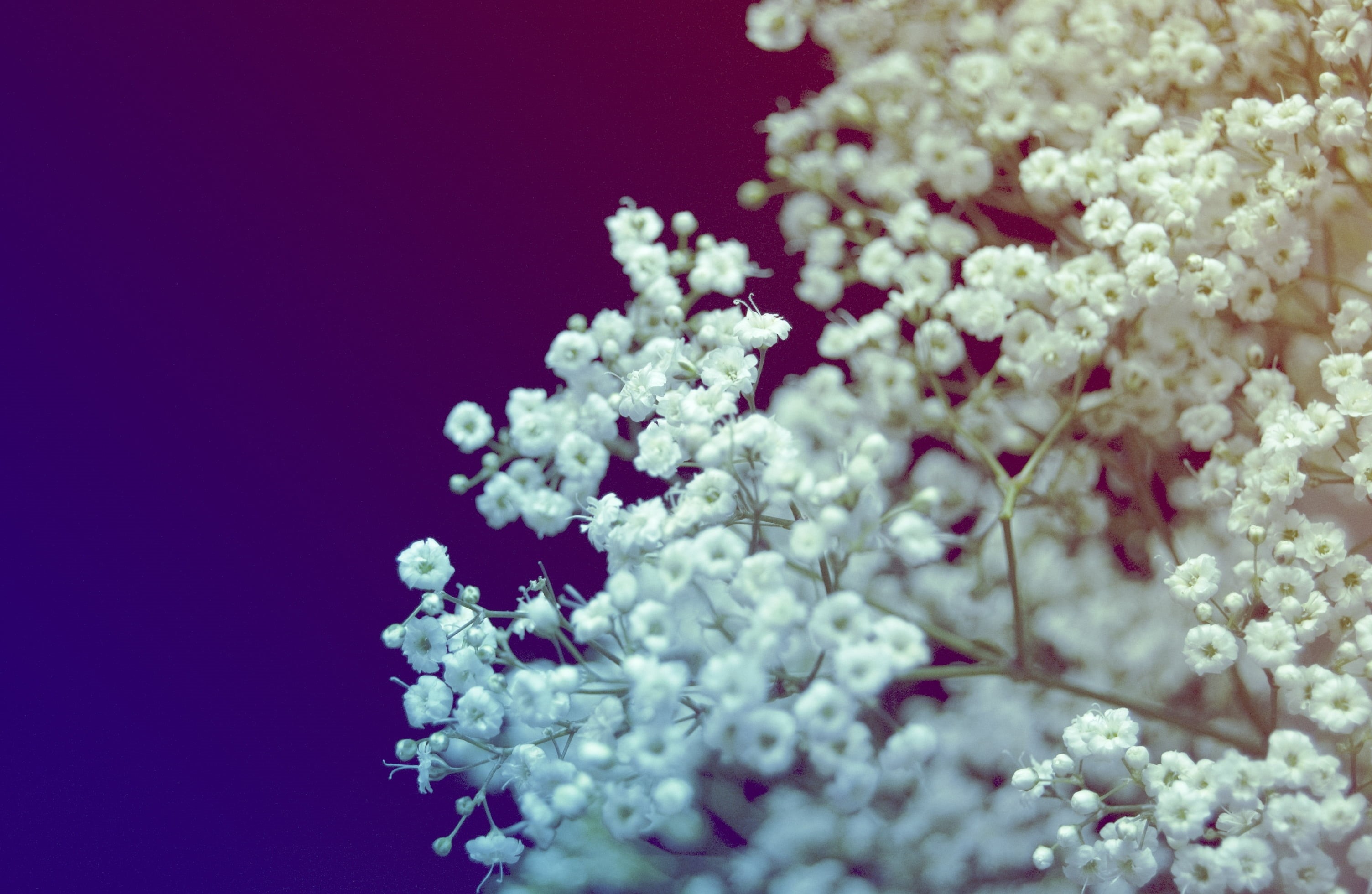selective focus, summer, flower, softness, cherry blossom, beauty In Nature, bouquet, macro, flower Head, tree, blue, no People, color, season, backgrounds, HD Wallpaper