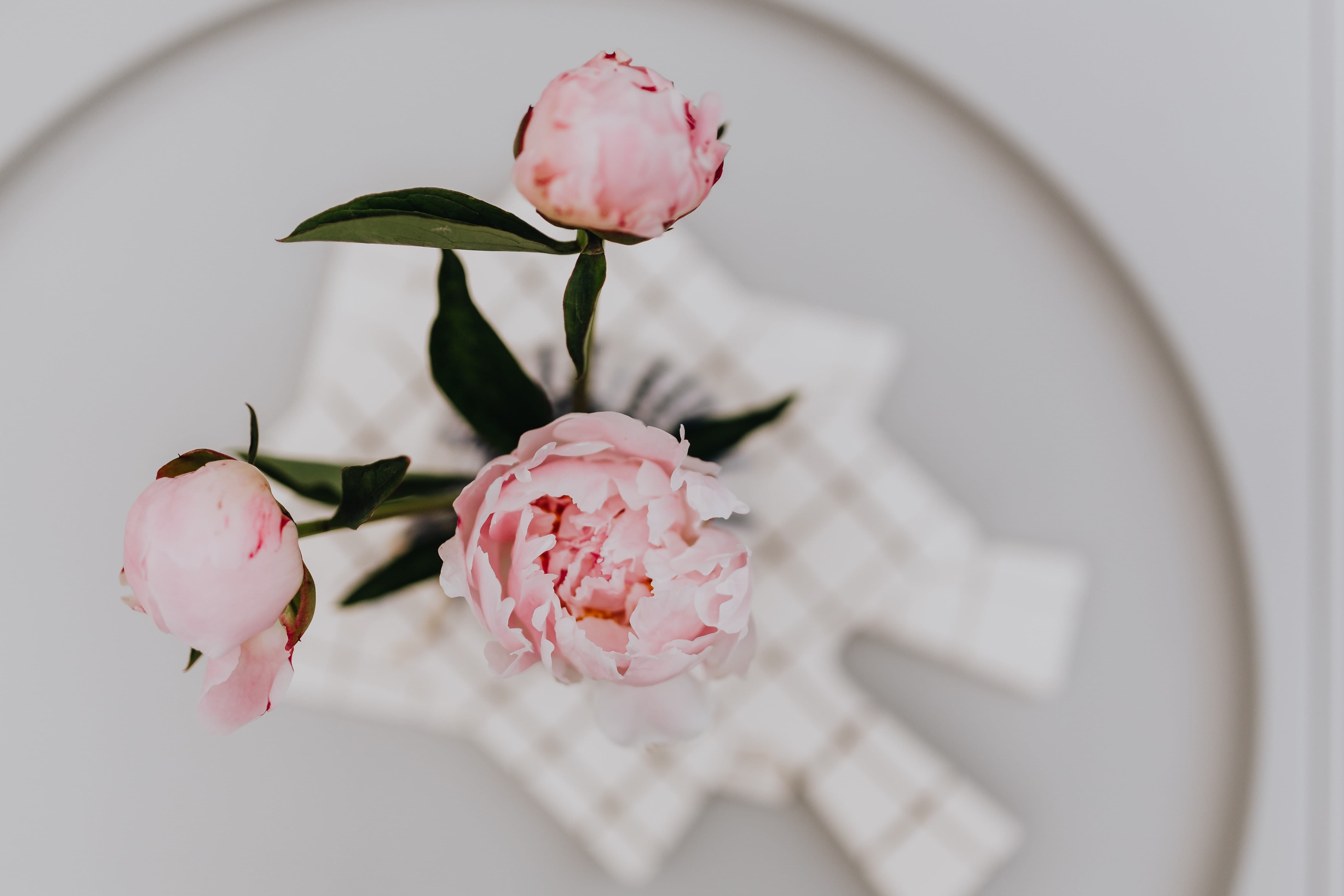 vase, rose, lovely, peony, beauty in nature, blooming, blossom, flowers, nature, no people, rose - flower, petal, fragility, bloom, spring, vulnerability, HD Wallpaper