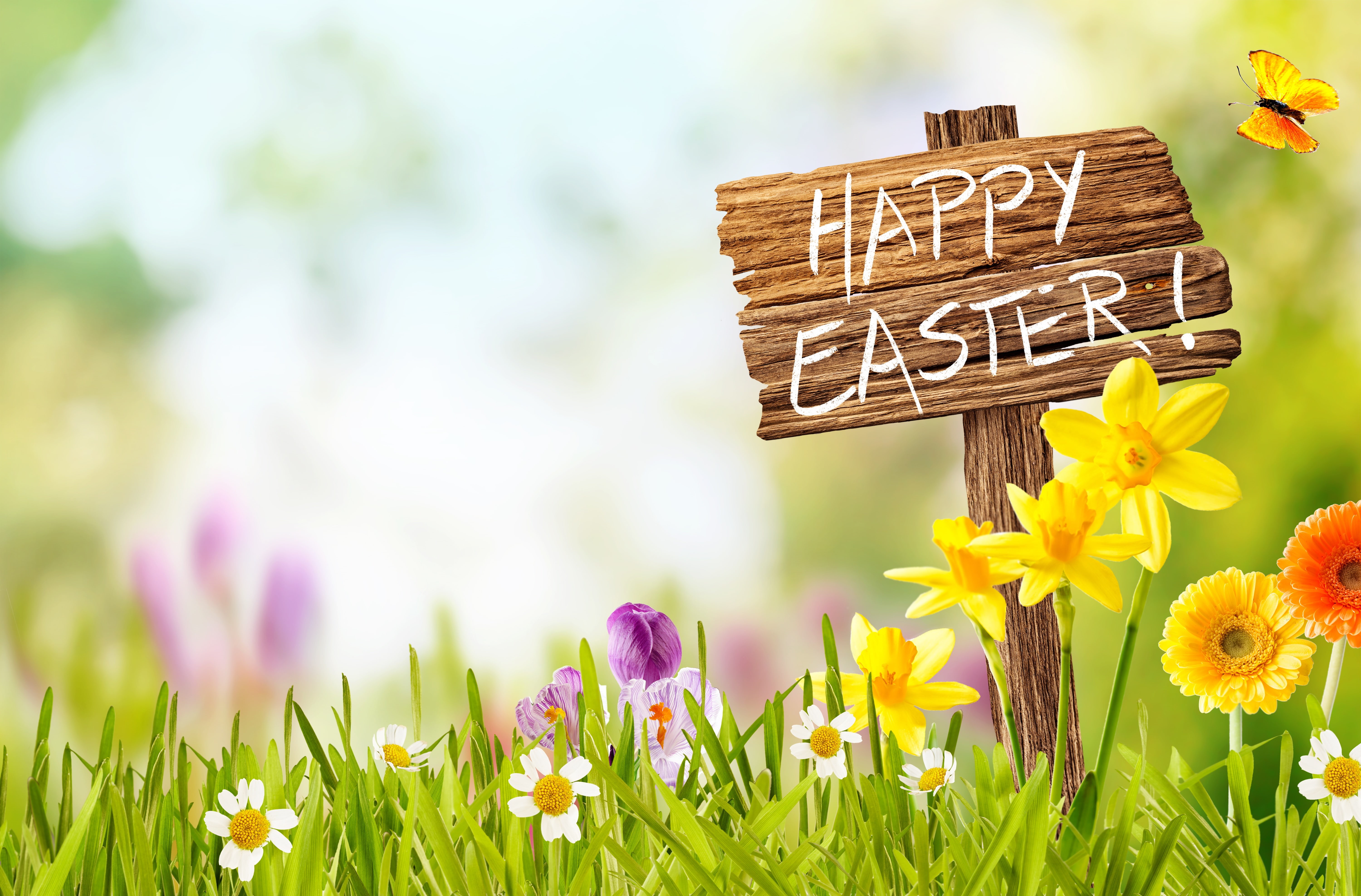 daffodils, eggs, the sun, basket, spring, decoration, grass, 5K, flowers, Easter, Happy, the sky, HD Wallpaper