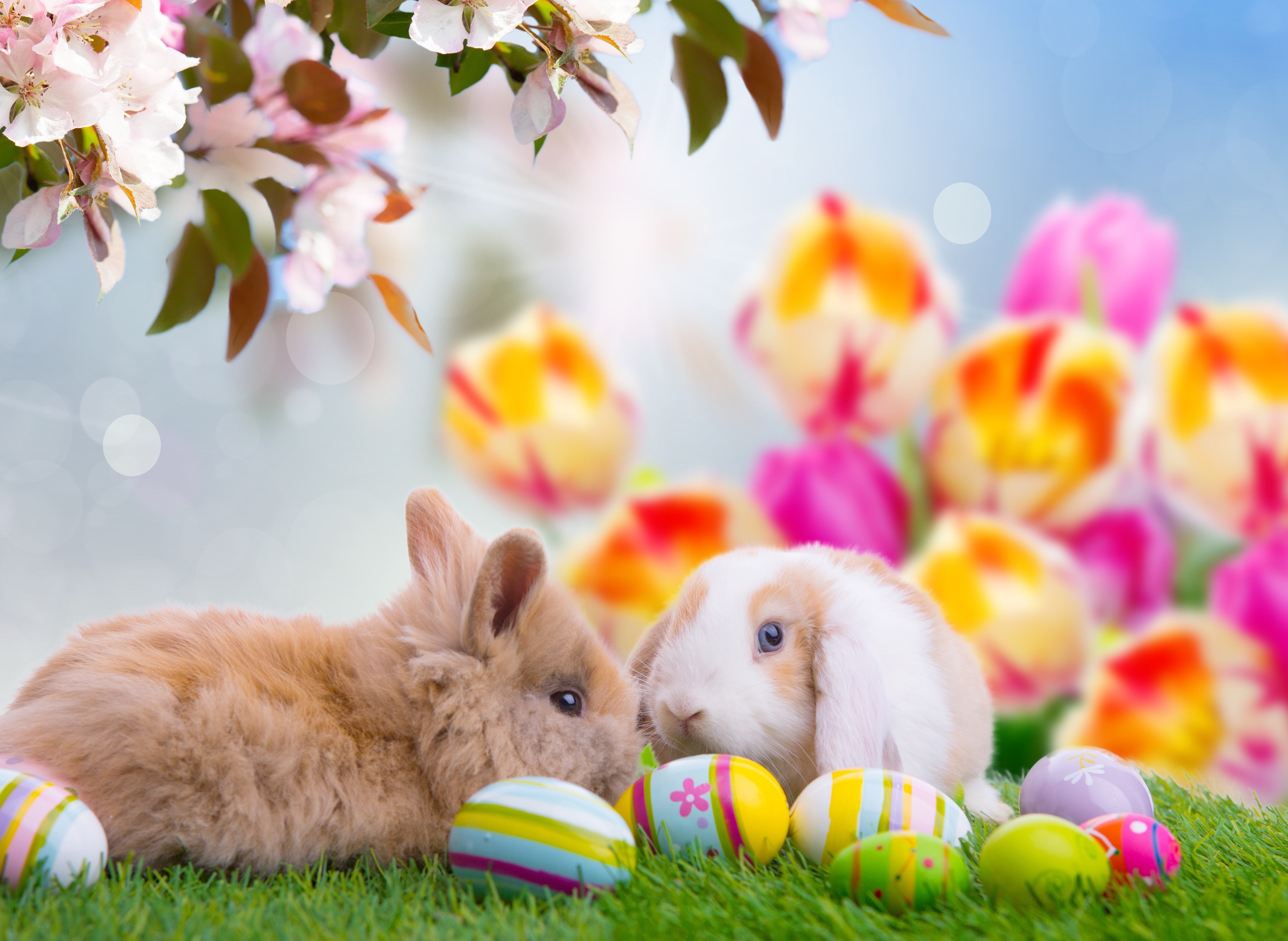 toy, basket, small, flowering plant, rabbit - Animal, animal Egg, holiday, vertebrate, flower, backgrounds, softness, green Color, plant, Easter, domestic animals, HD Wallpaper
