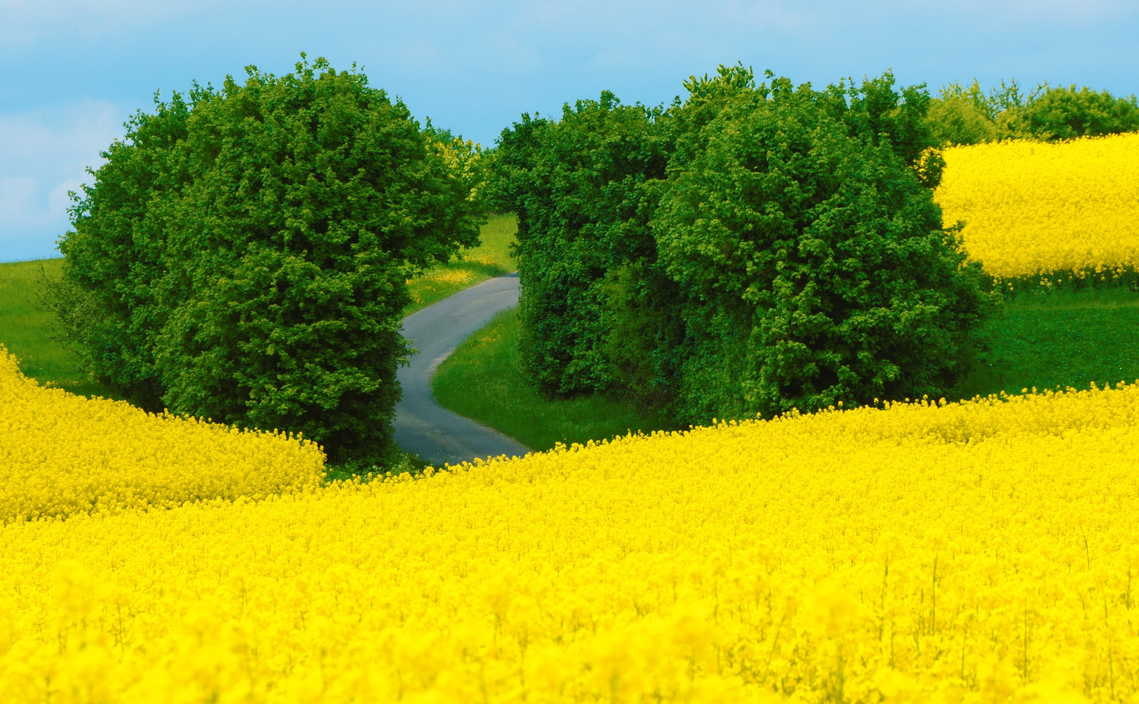 Green, fieldofrapeseeds, field, land, 4K, flower, Seasons, landscape, Fields, beauty in nature, oilseed rape, no people, Away, environment, Road, Spring, HD Wallpaper