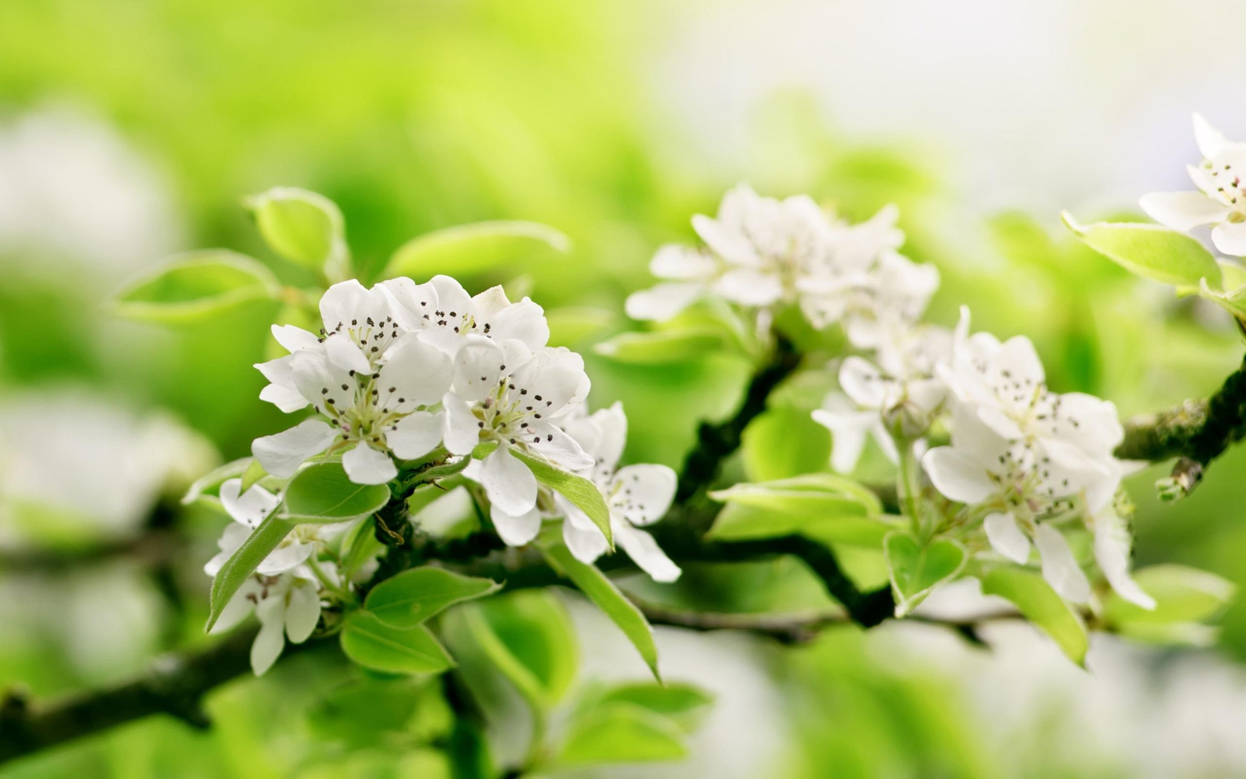 white, blossom, branch, green, apple, spring, flowers, 2K, apple blossom, HD Wallpaper