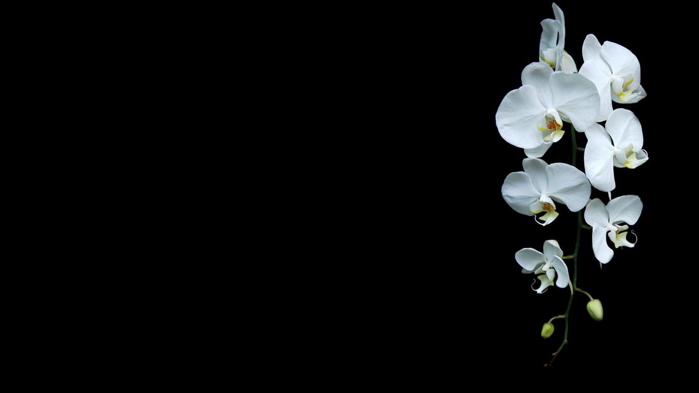 close-up, white flowers, petal, nature, flowers, growth, minimalism, cherry blossom, no people, beauty in nature, copy space, orchids, studio shot, white color, HD Wallpaper