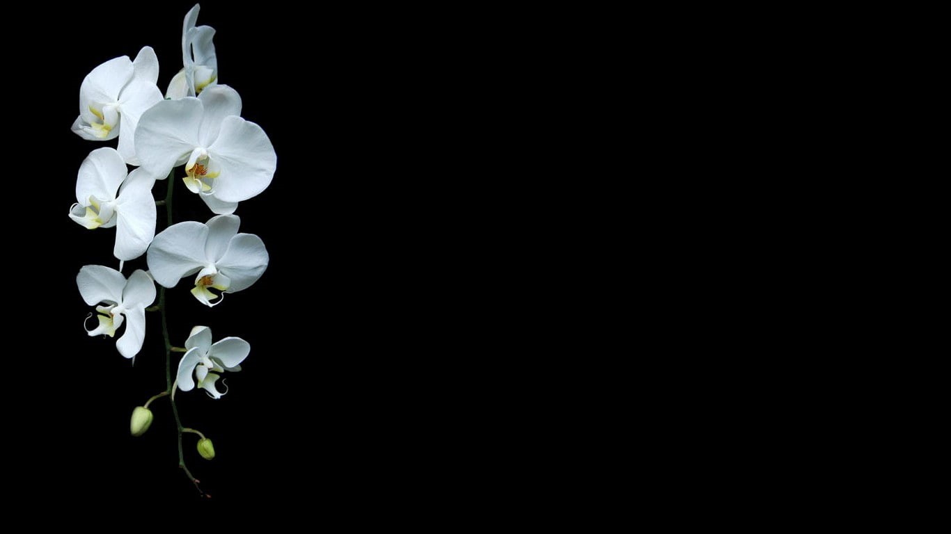 luxury, copy space, plant, freshness, nature, close-up, inflorescence, white color, vulnerability, 720P, cut out, no people, flower head, beauty in nature, HD Wallpaper