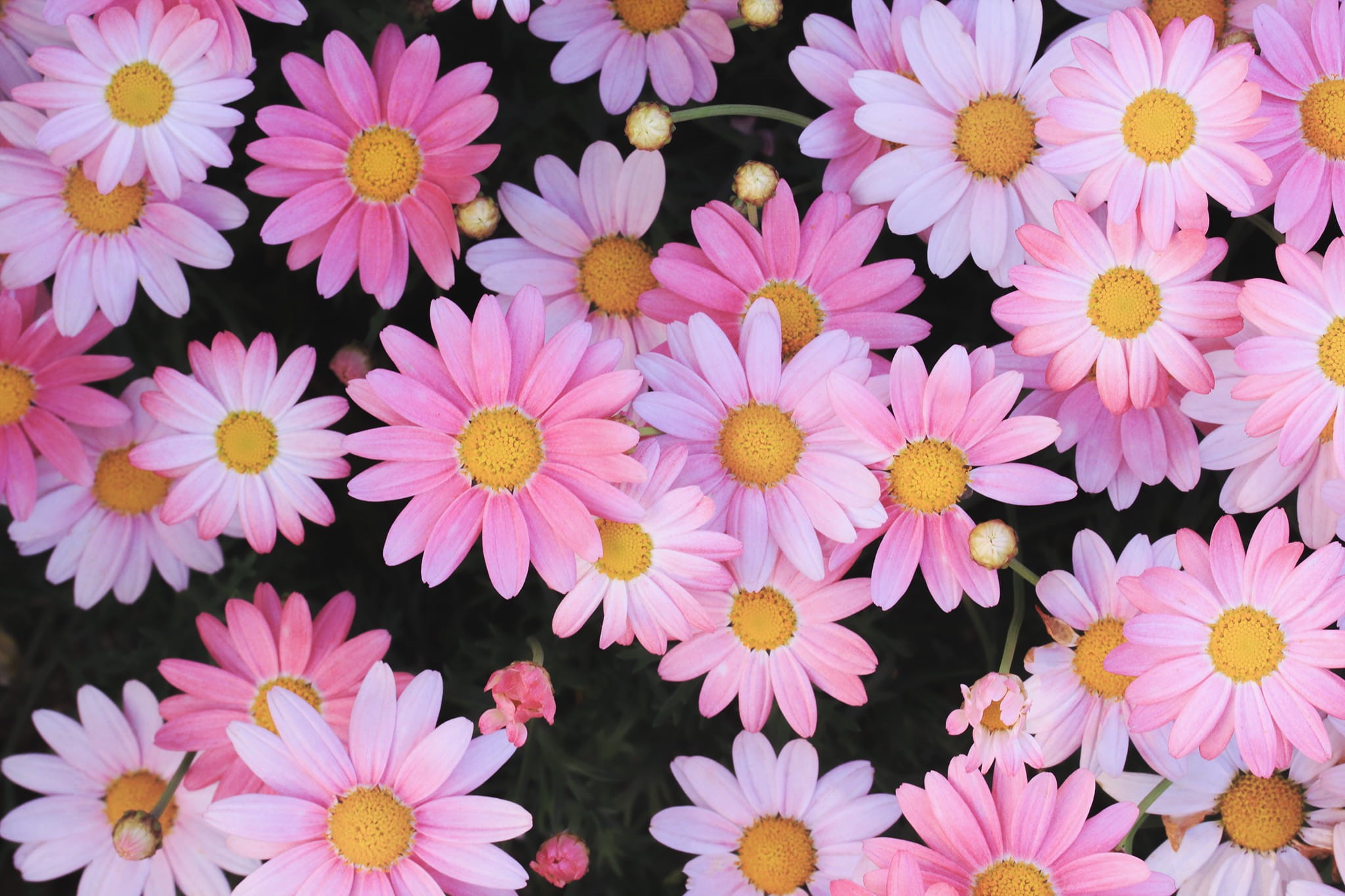 day, flowering plant, purple, pattern, fragility, flower Head, 1080P, decoration, flower, outdoors, beauty in nature, no people, freshness, inflorescence, HD Wallpaper