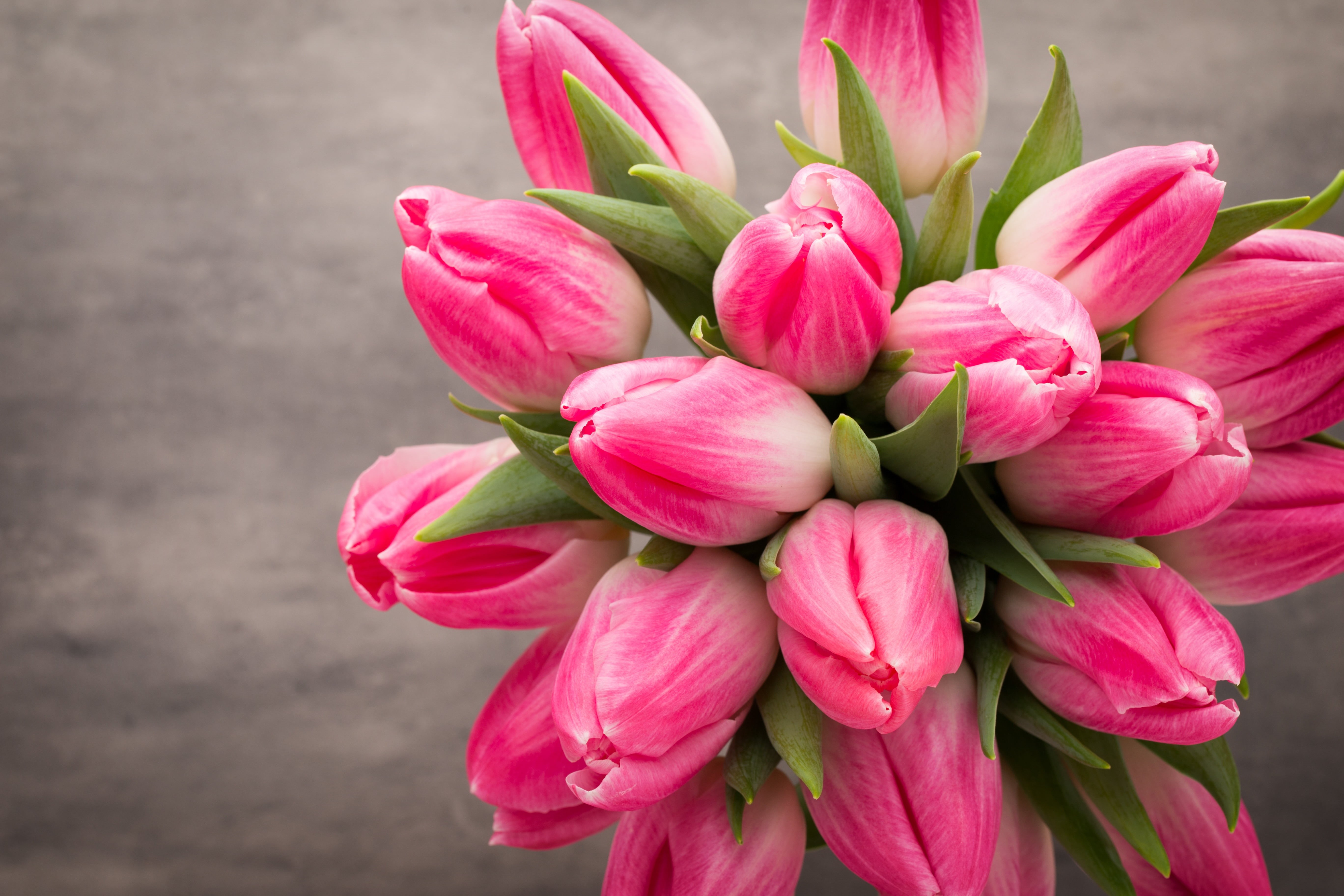 focus on foreground, pink, freshness, flower head, plant part, tulips, fresh, flowering plant, vulnerability, growth, inflorescence, plant, flower, beautiful, HD Wallpaper