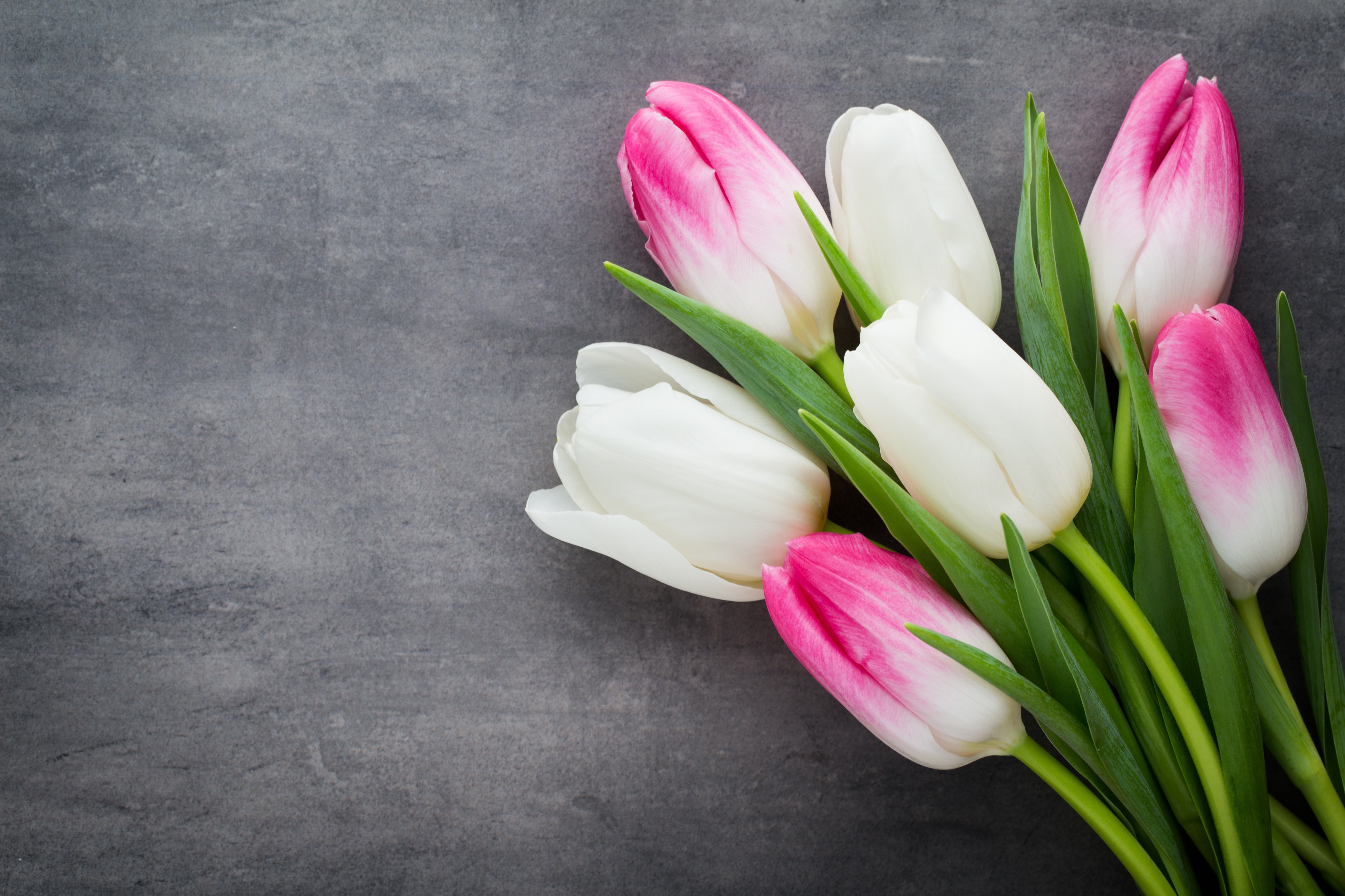 spring, bouquet, freshness, studio shot, still life, pink color, nature, white, flower head, close-up, pink, no people, plant, fresh, purple, inflorescence, HD Wallpaper