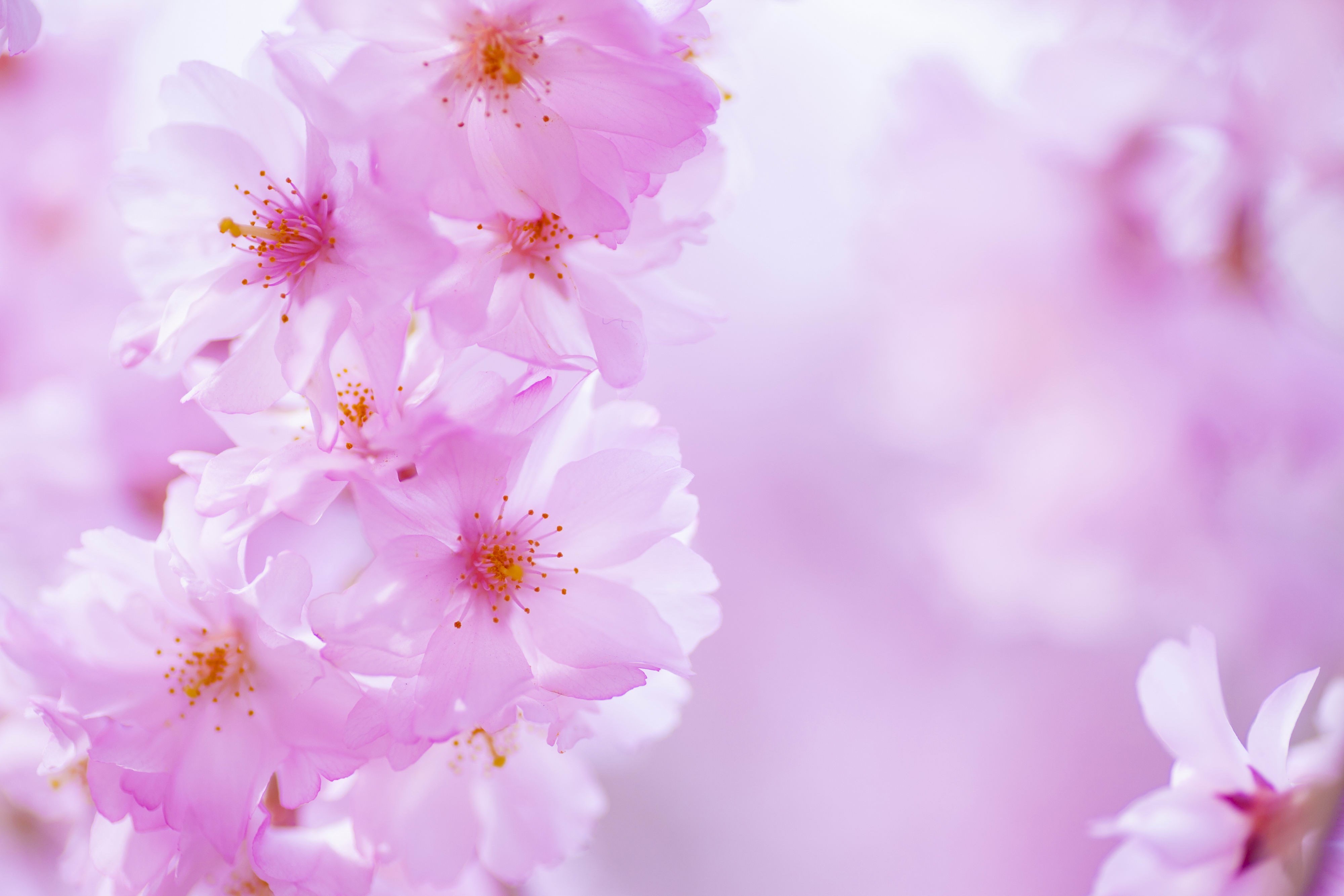 outdoors, kawaii cherry blossom, flower, selective focus, purple, blossom, no people, fragility, cherry blossom, beauty in nature, freshness, flowering plant, HD Wallpaper