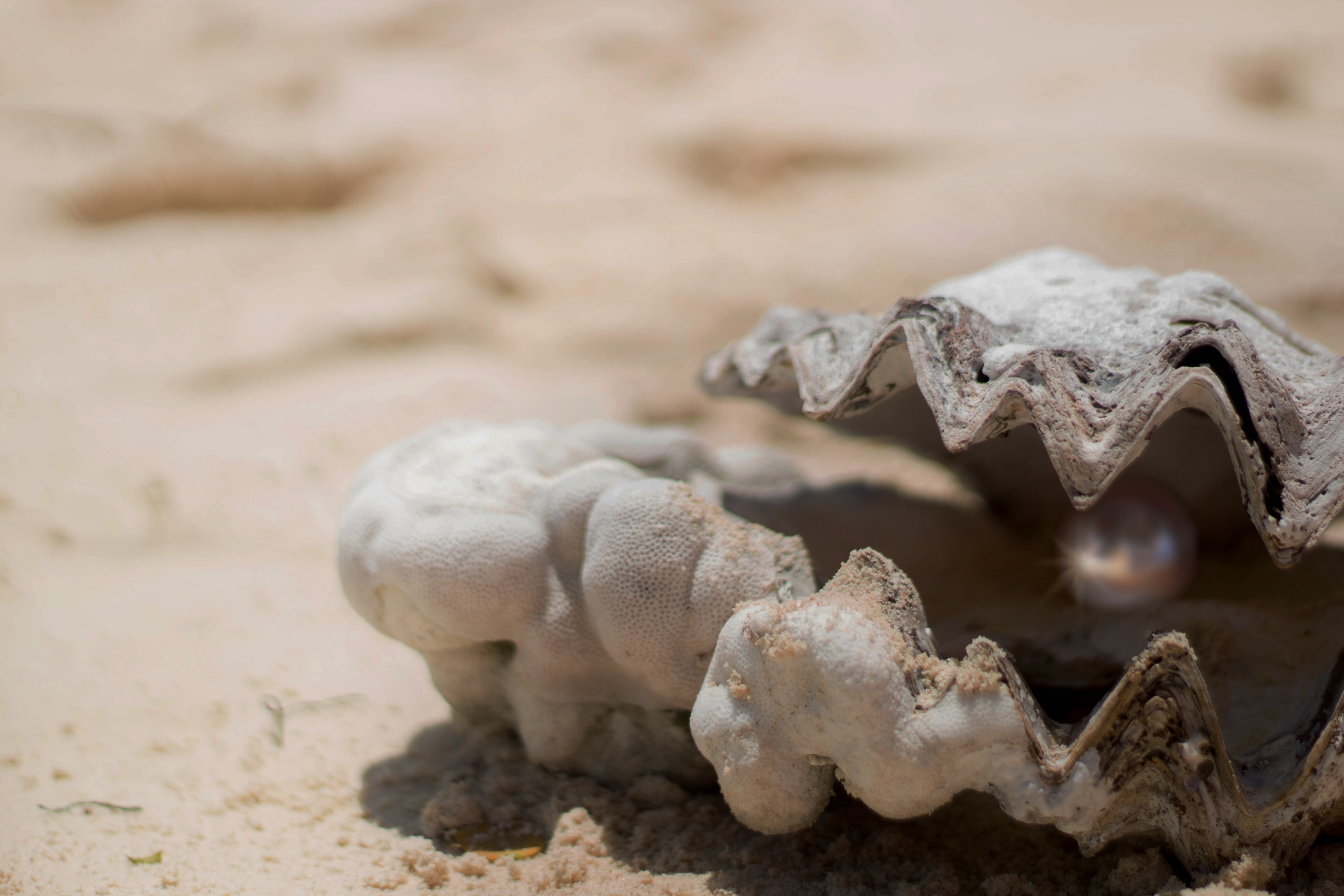 open, animal, fund, land, photography, focus on foreground, rhinestone, light, diving, no people, shell, shimmer, jewellery, animal head, to find, animal wildlife, HD Wallpaper