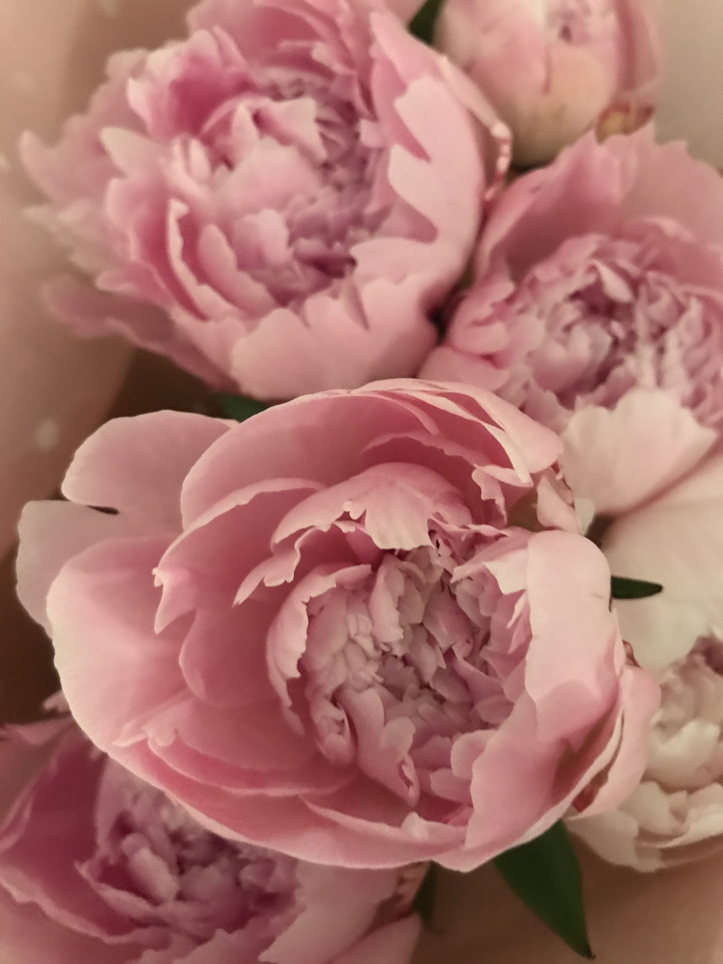 flower, romance, pink color, bunch of flowers, backgrounds, 4K, floral, no people, bouquet, softness, soft, flower arrangement, full frame, indoors, flora, Phone HD Wallpaper