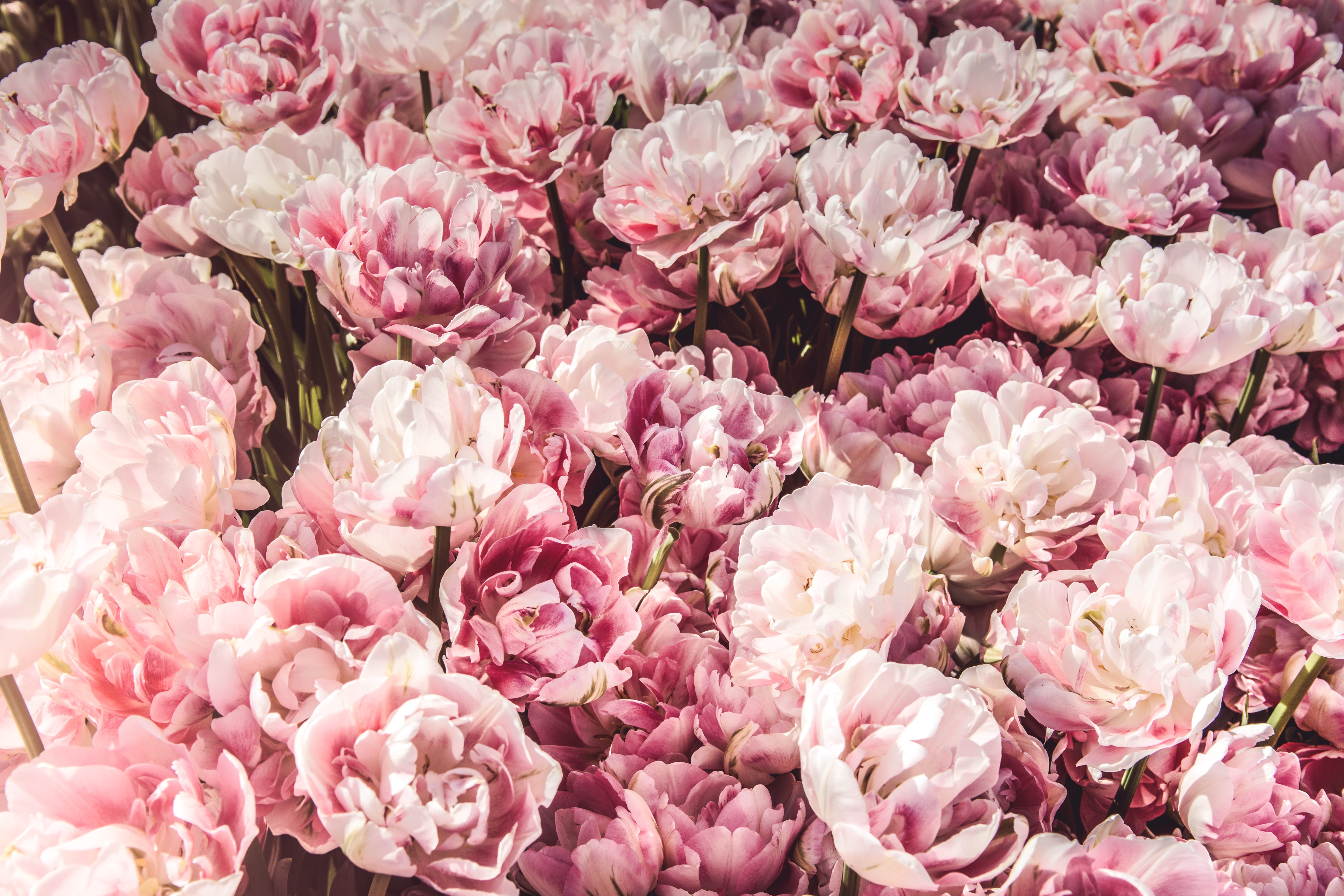 no people, fragility, flower head, softness, nature, close-up, pink, plant, vulnerability, flower, flowers, high angle view, 5K, peony, bunch of flowers, HD Wallpaper