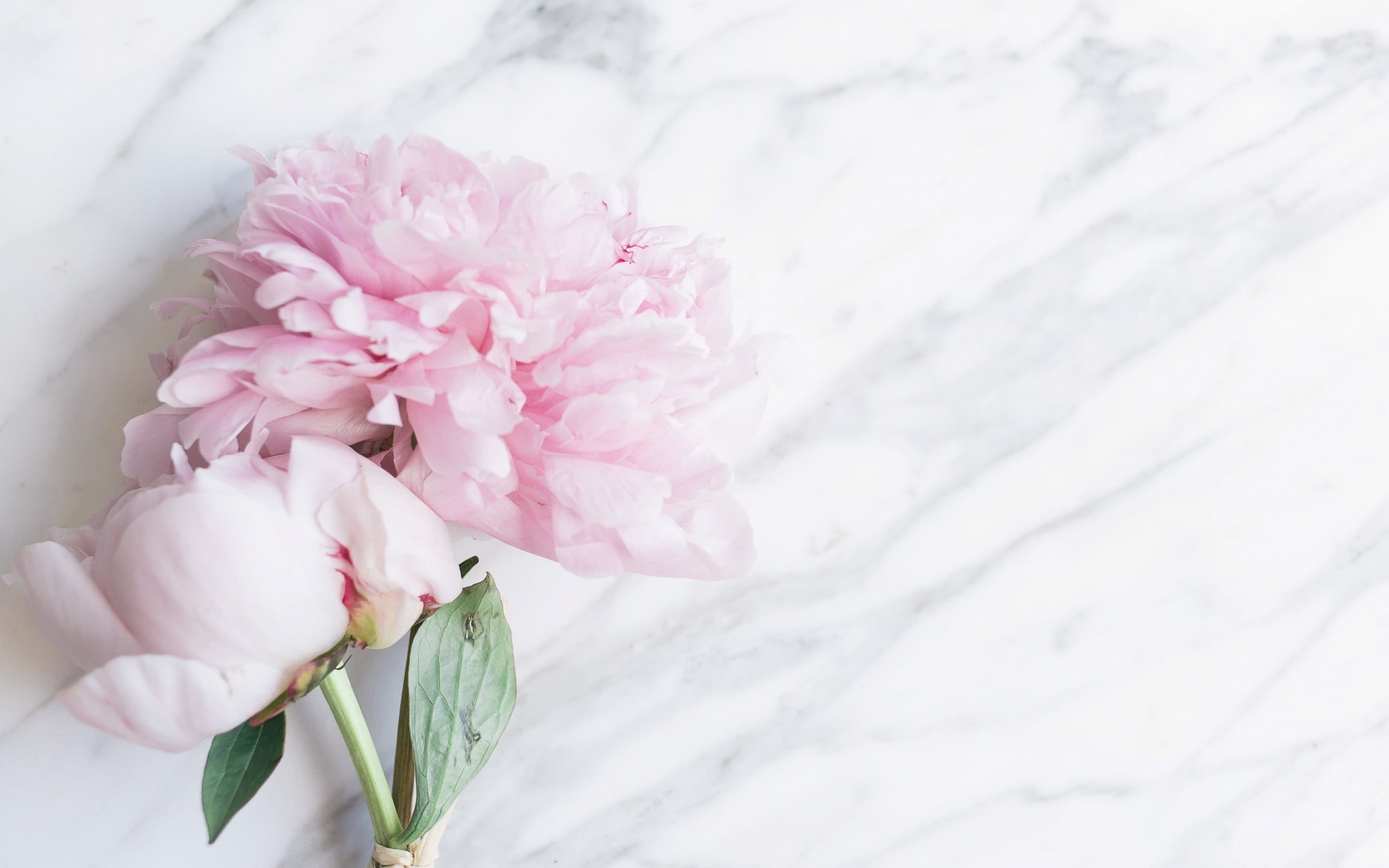 Flowers, 2K, Peony, HD Wallpaper